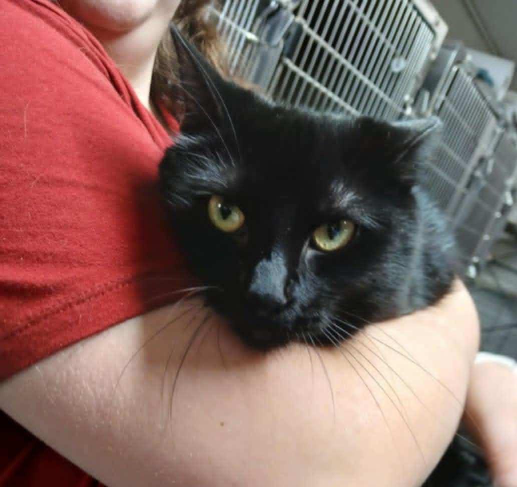 Bertha, a Adoptable Domestic Short Hair in Princeton, IN image 1/2