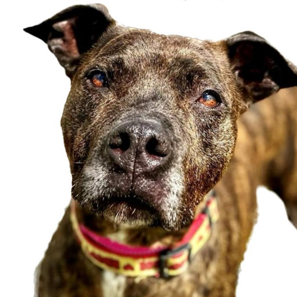 Boudreaux, Adoptable, Senior Male Pit Bull Terrier & Mixed Breed.