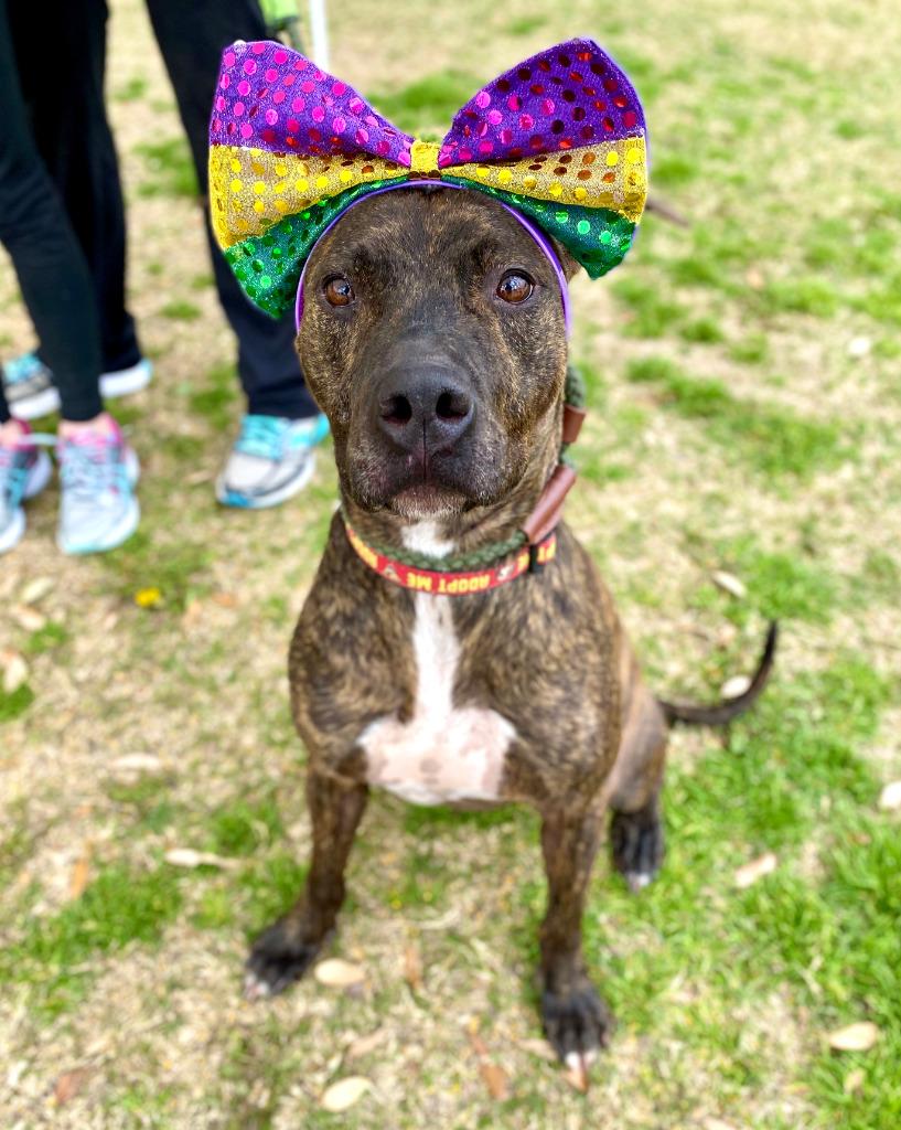 Enlarge Boudreaux, a Adoptable mixed breed in Seagoville, TX image 2/6