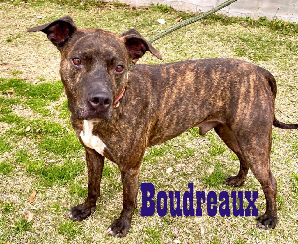 Enlarge Boudreaux, a Adoptable mixed breed in Seagoville, TX image 3/6