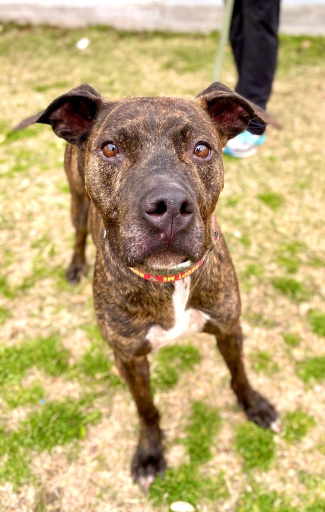 Enlarge Boudreaux, a Adoptable mixed breed in Seagoville, TX image 4/6