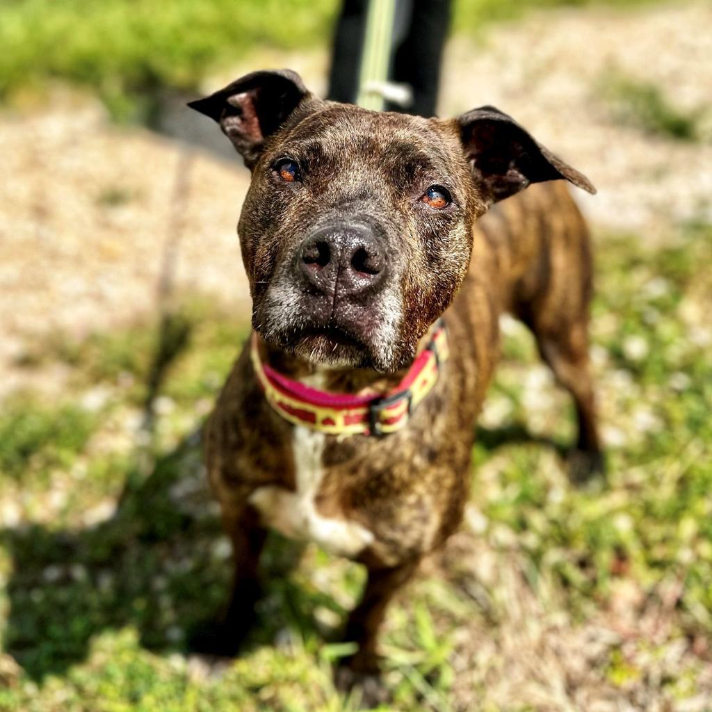 Enlarge Boudreaux, a Adoptable mixed breed in Seagoville, TX image 5/6