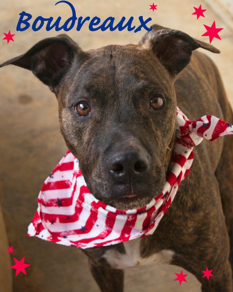 Enlarge Boudreaux, a Adoptable mixed breed in Seagoville, TX image 6/6