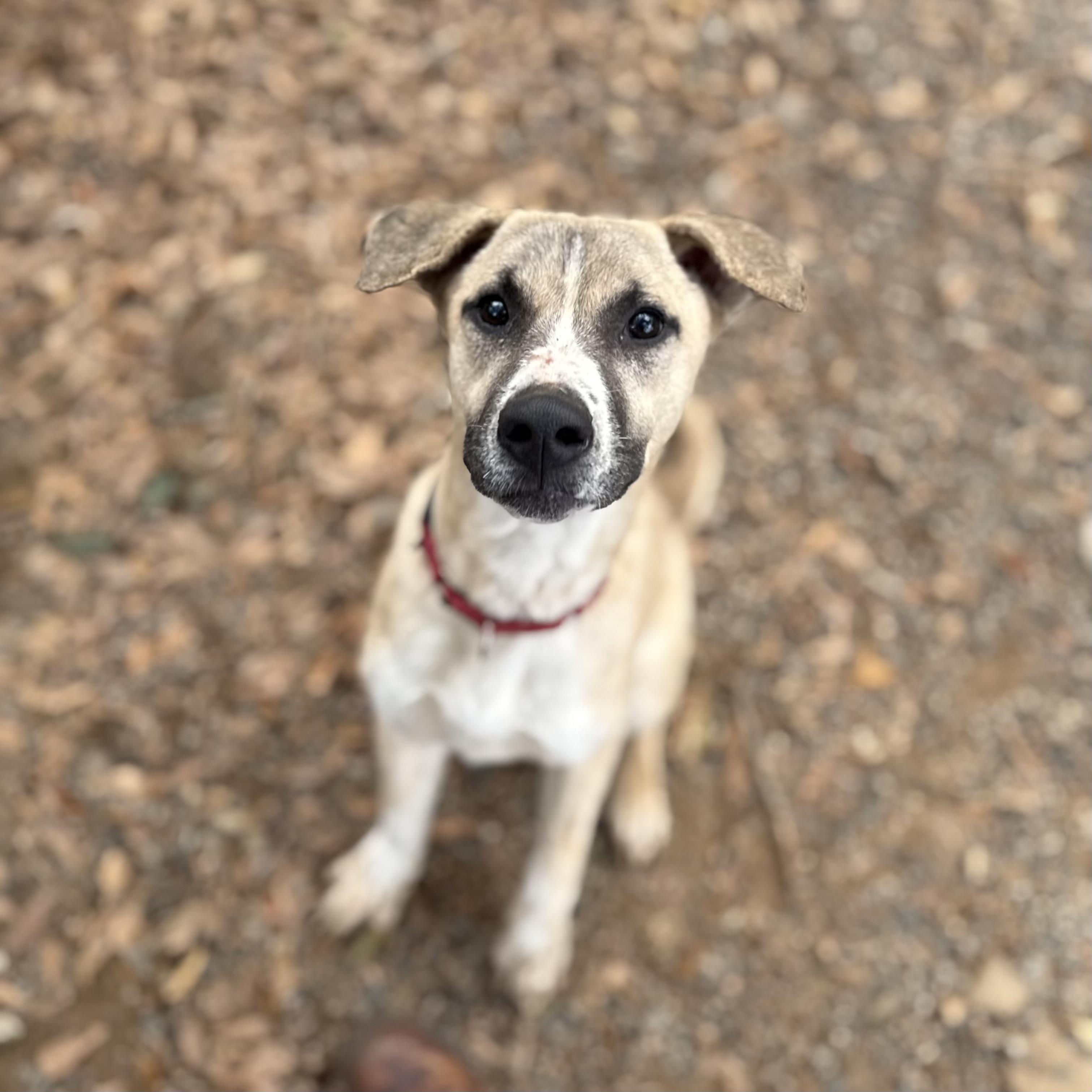 Captain Sniff — thumbnail 2