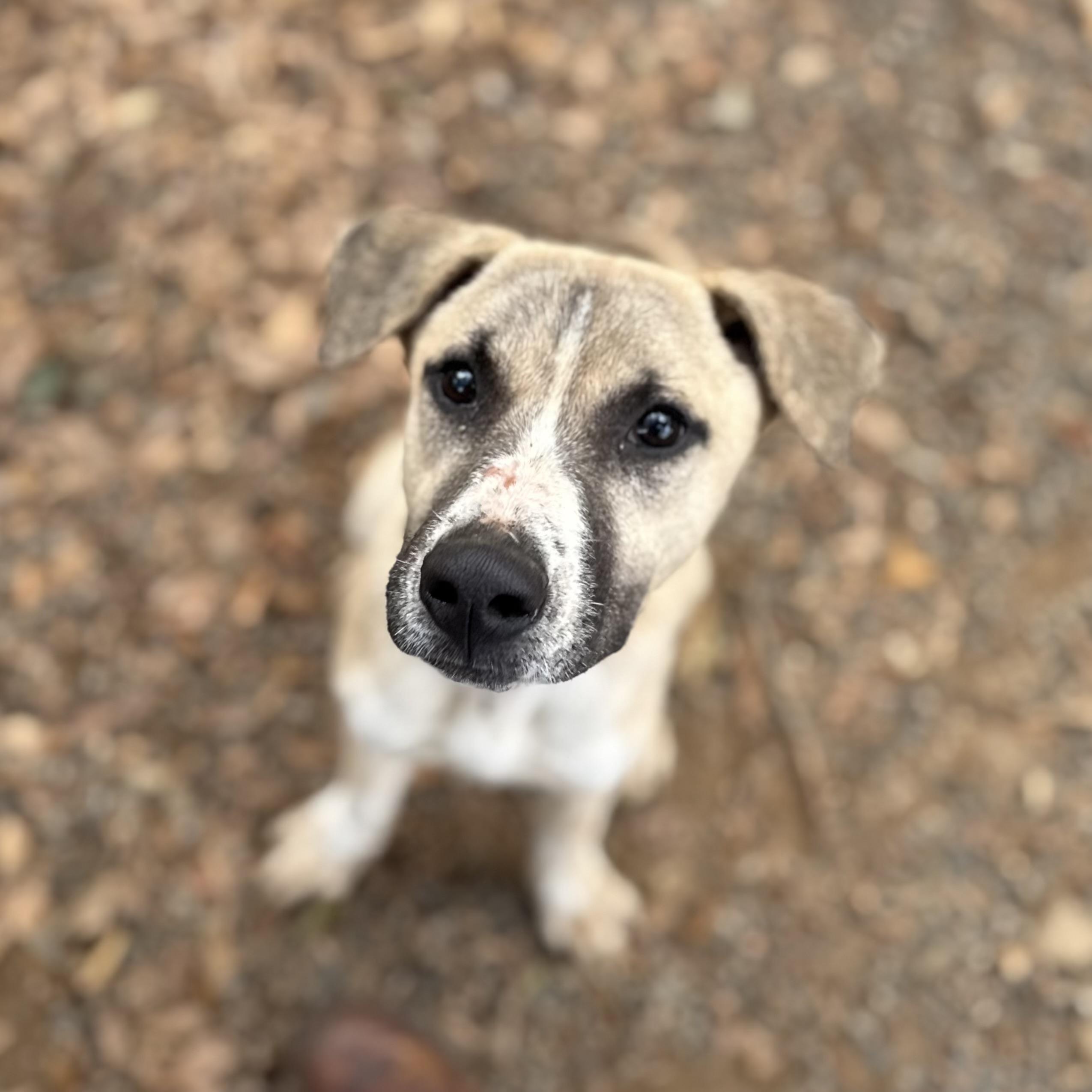 Captain Sniff — thumbnail 5