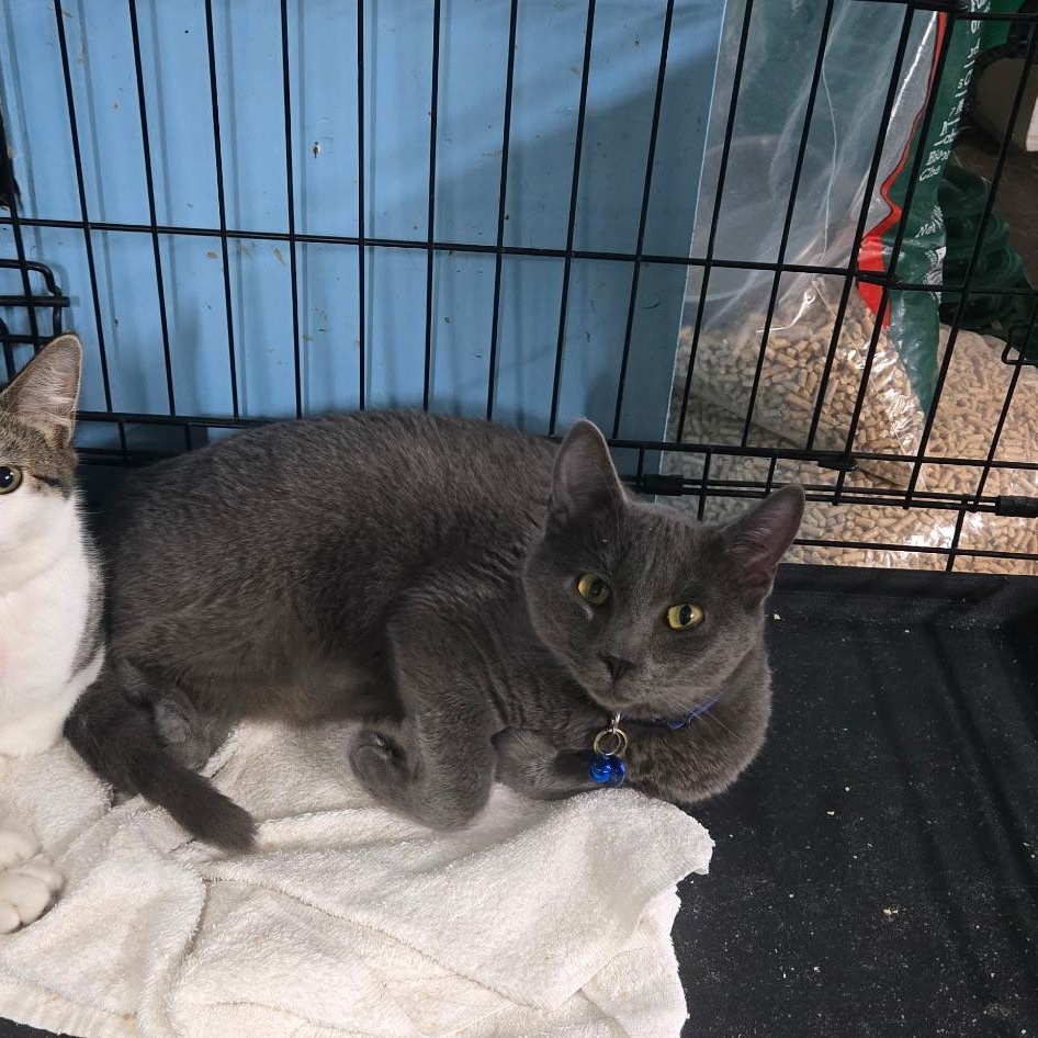 Scrim, a Adopted Domestic Short Hair in Chehalis, WA image 5/5