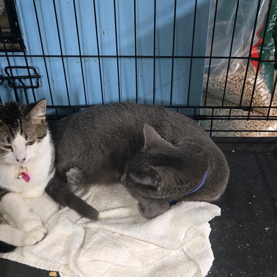 Scrim, a Adopted Domestic Short Hair in Chehalis, WA image 4/5