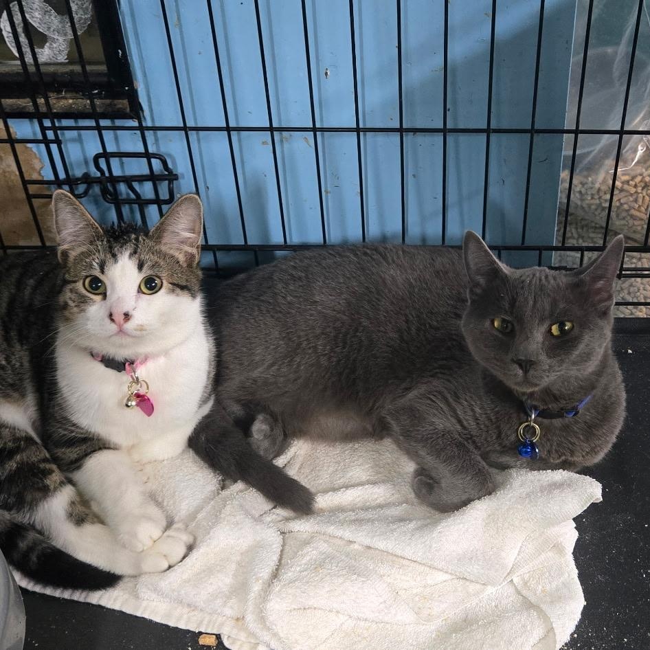 Scrim, a Adopted Domestic Short Hair in Chehalis, WA image 2/5