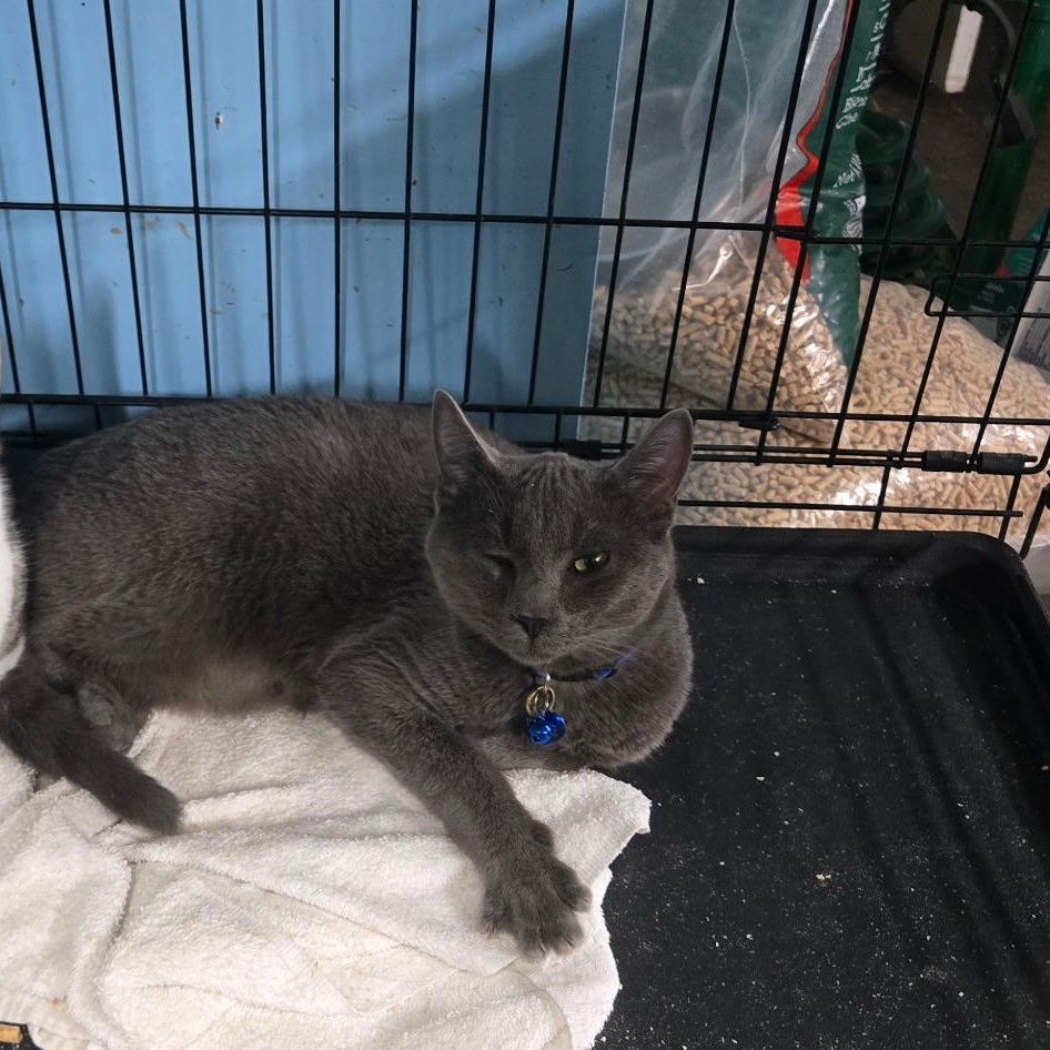 Scrim, a Adopted Domestic Short Hair in Chehalis, WA image 3/5