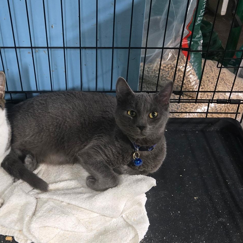 Scrim, Adopted, Young Male Domestic Short Hair.