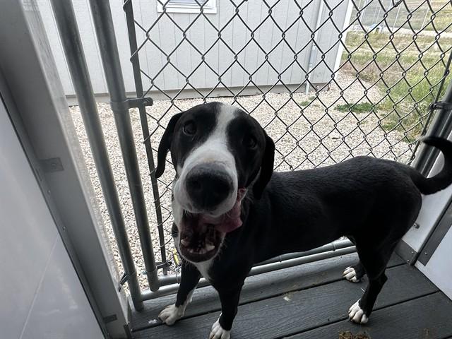BULLWINKLE, Adoptable, Young Male Pit Bull Terrier & Labrador Retriever.