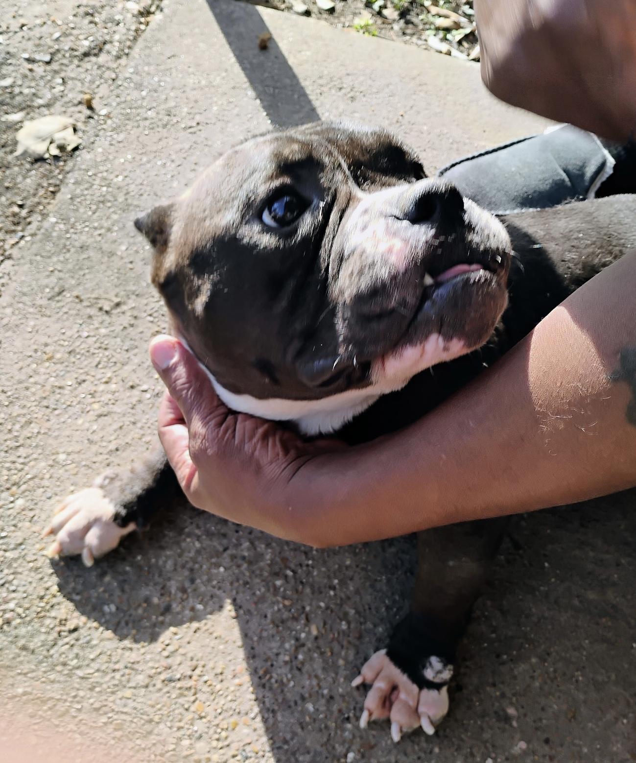 Ebony — thumbnail 3