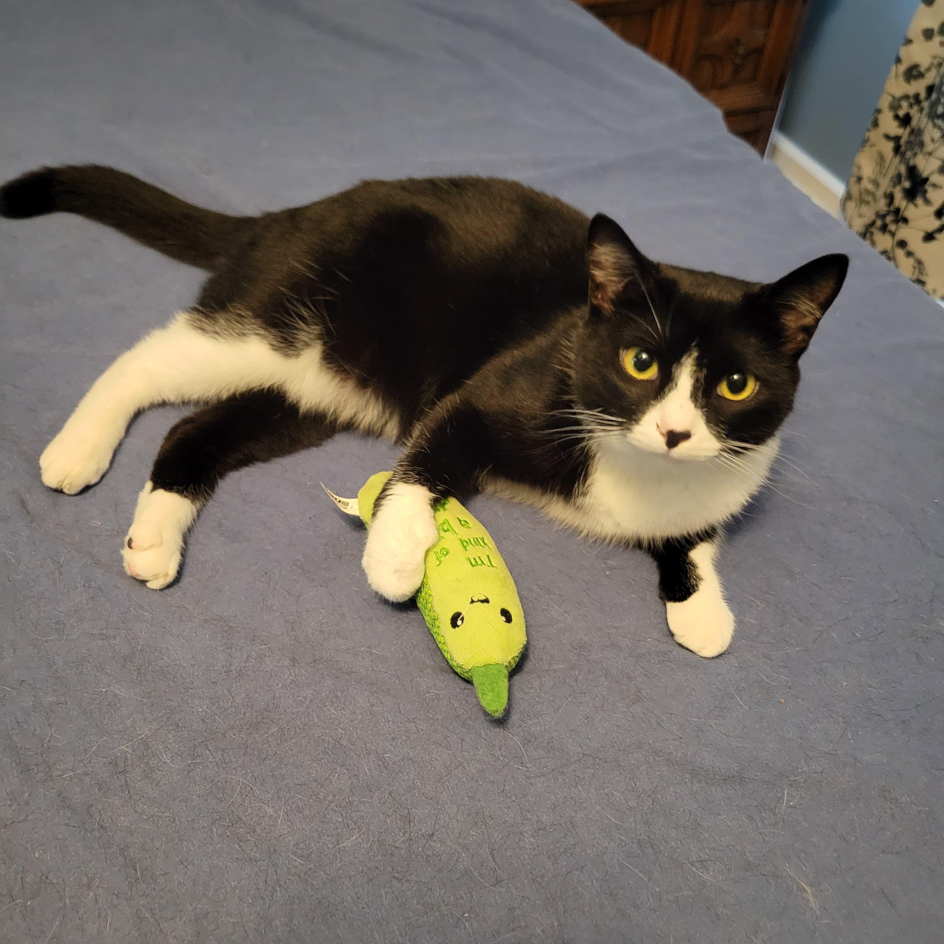 Jingles, a Adoptable Tuxedo in Sanford, NC image 5/6
