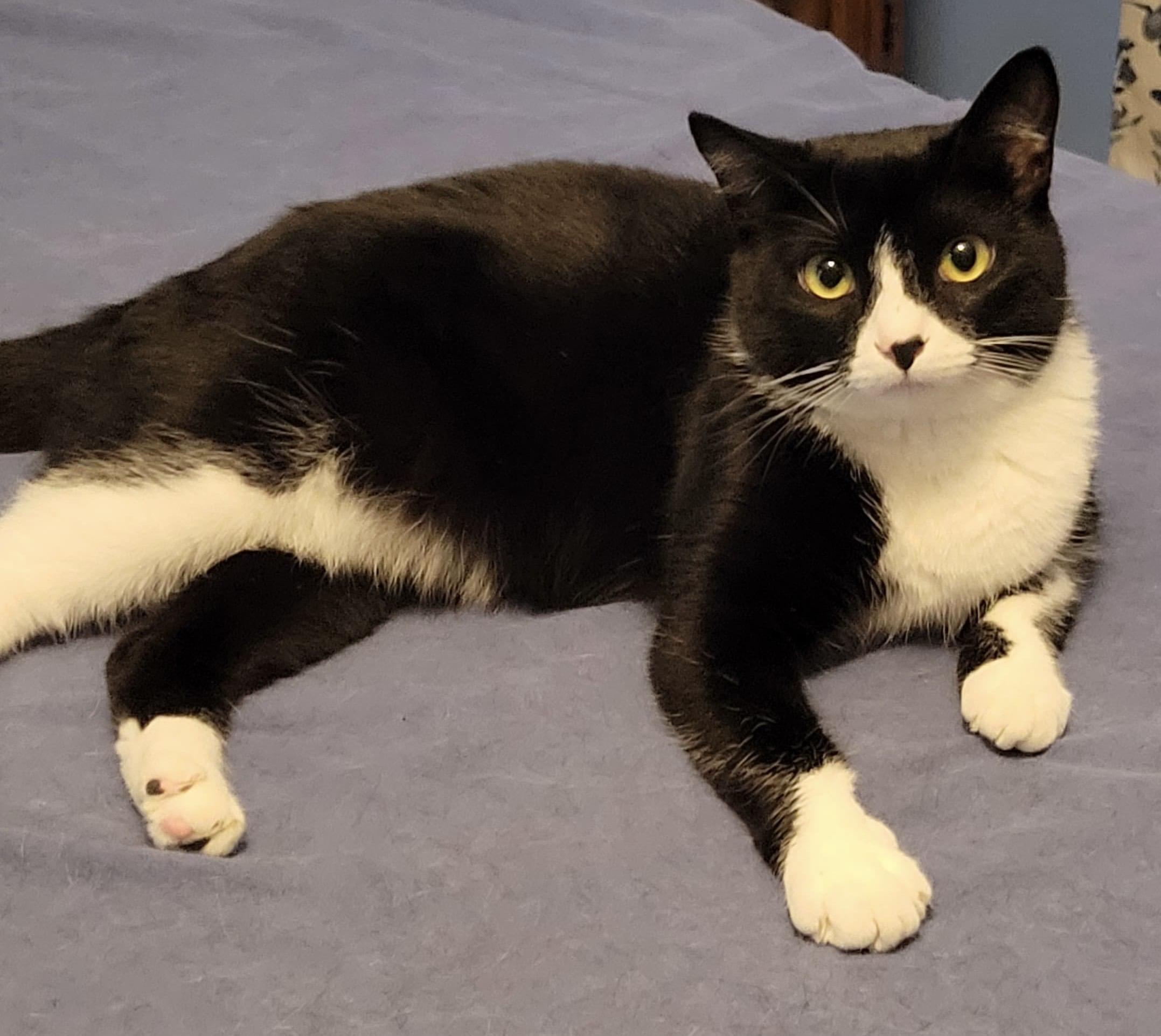 Jingles, Adoptable, Young Female Tuxedo.