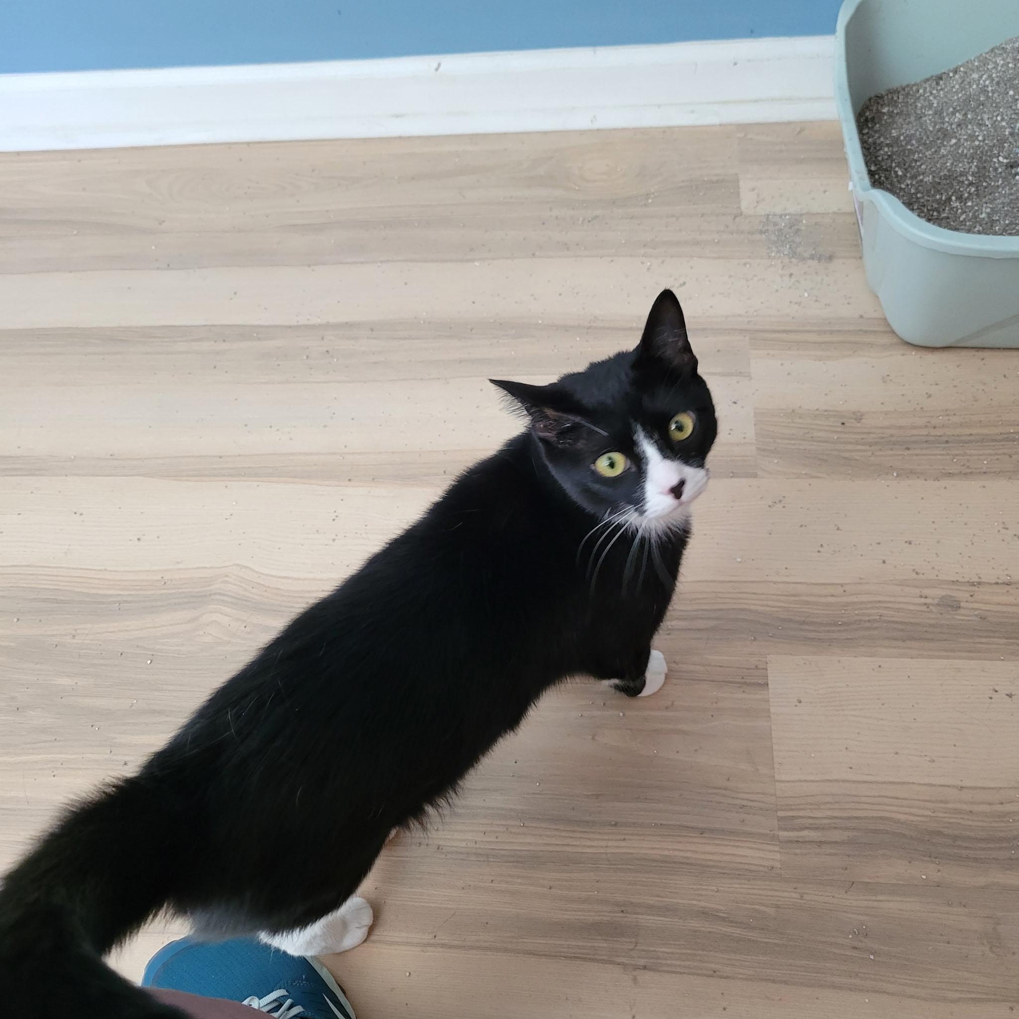 Jingles, a Adoptable Tuxedo in Sanford, NC image 4/6
