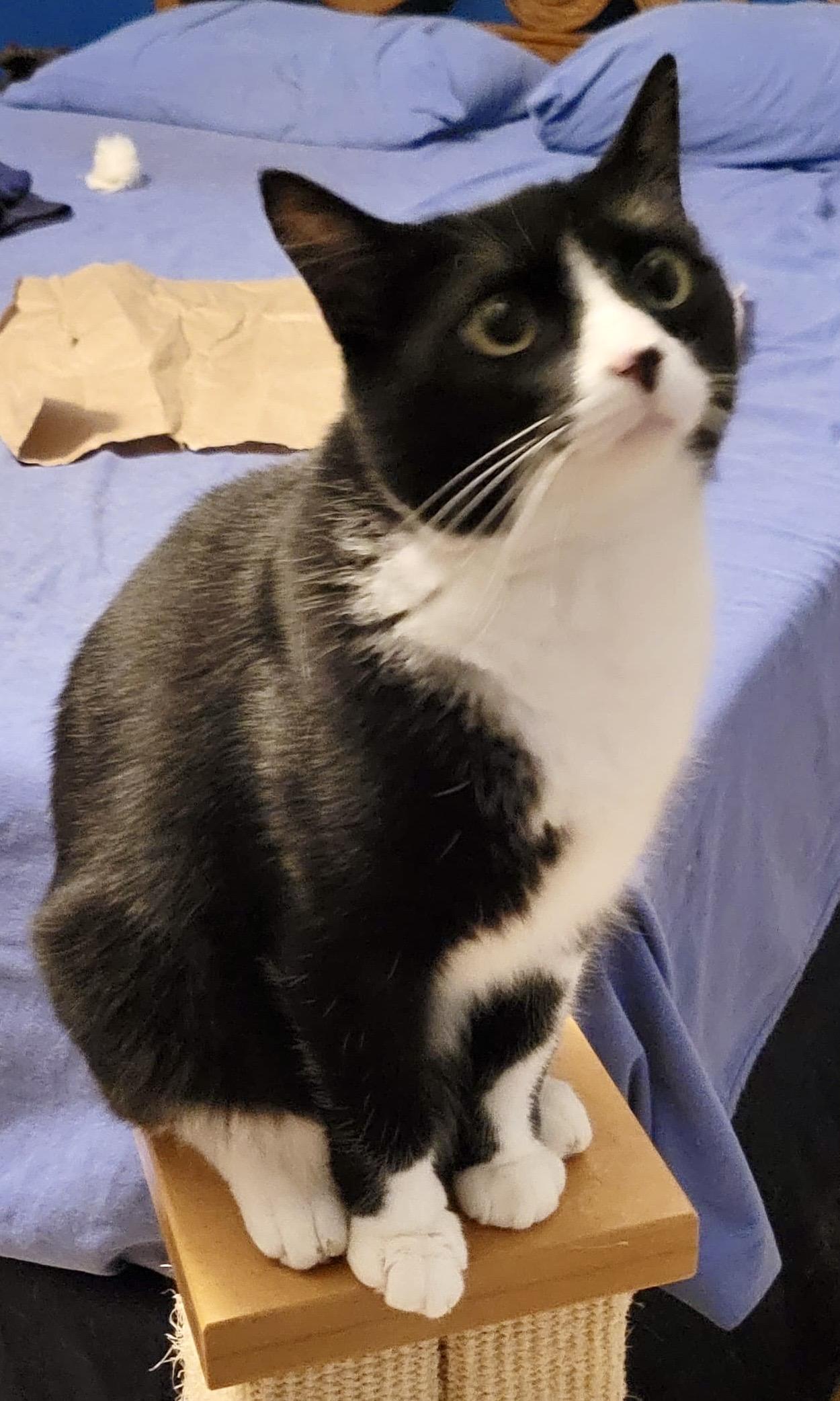Jingles, a Adoptable Tuxedo in Sanford, NC image 6/6