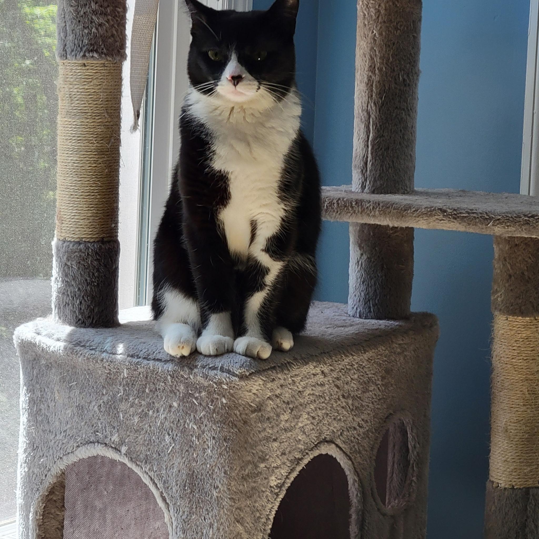Jingles, a Adoptable Tuxedo in Sanford, NC image 3/6