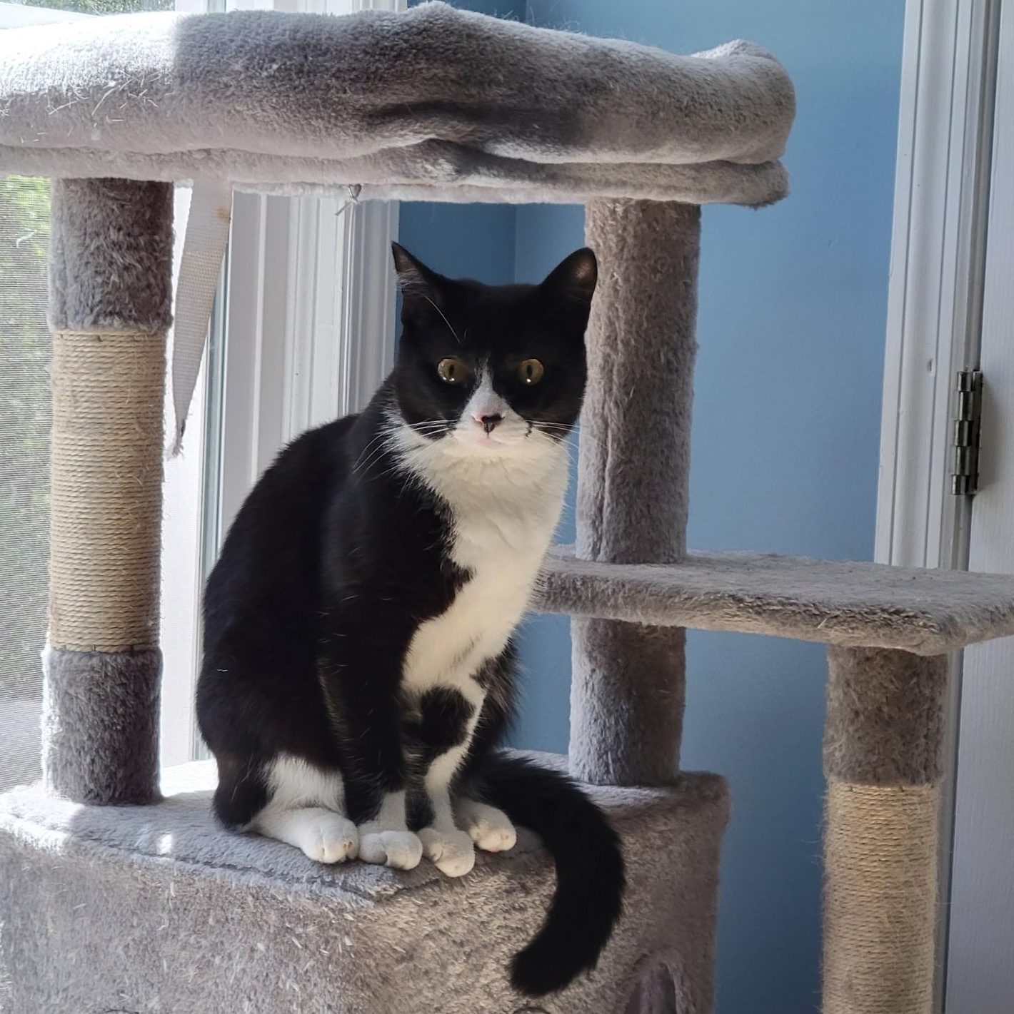 Jingles, a Adoptable Tuxedo in Sanford, NC image 2/6
