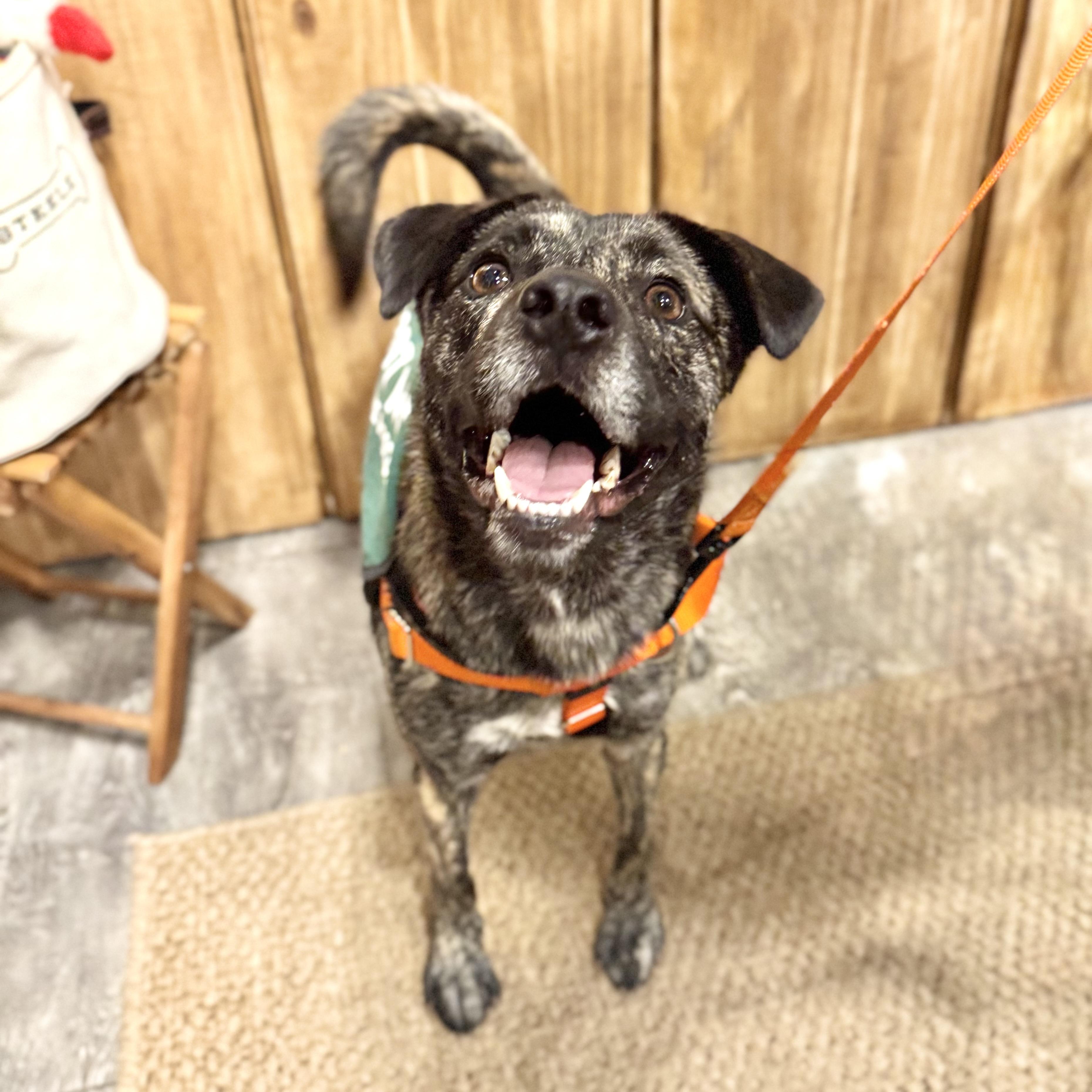 Enlarge Firestarter, a ADOPTABLE mixed breed in New York, NY image 4/6