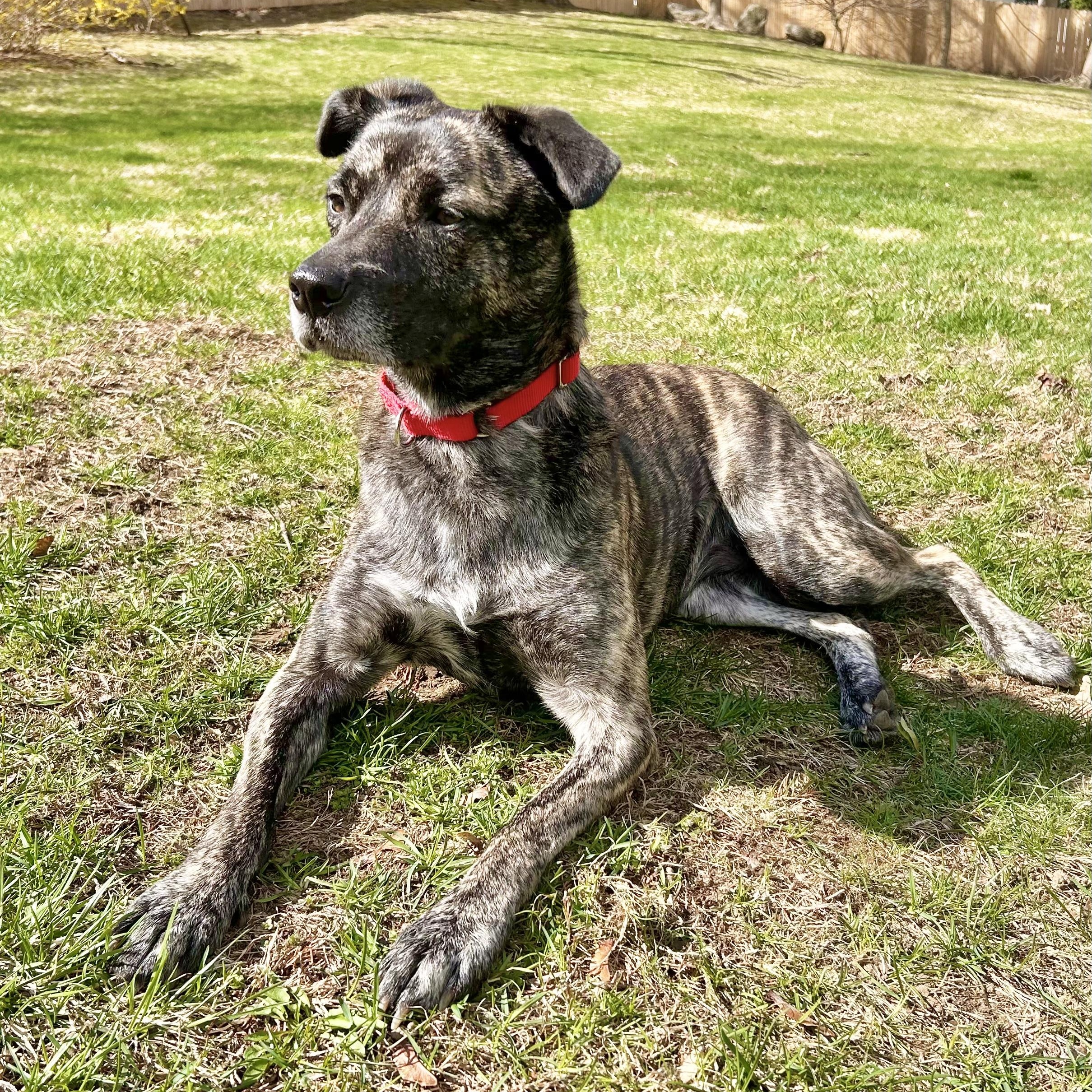 Firestarter, ADOPTABLE, Adult Female Tennessee Treeing Brindle.