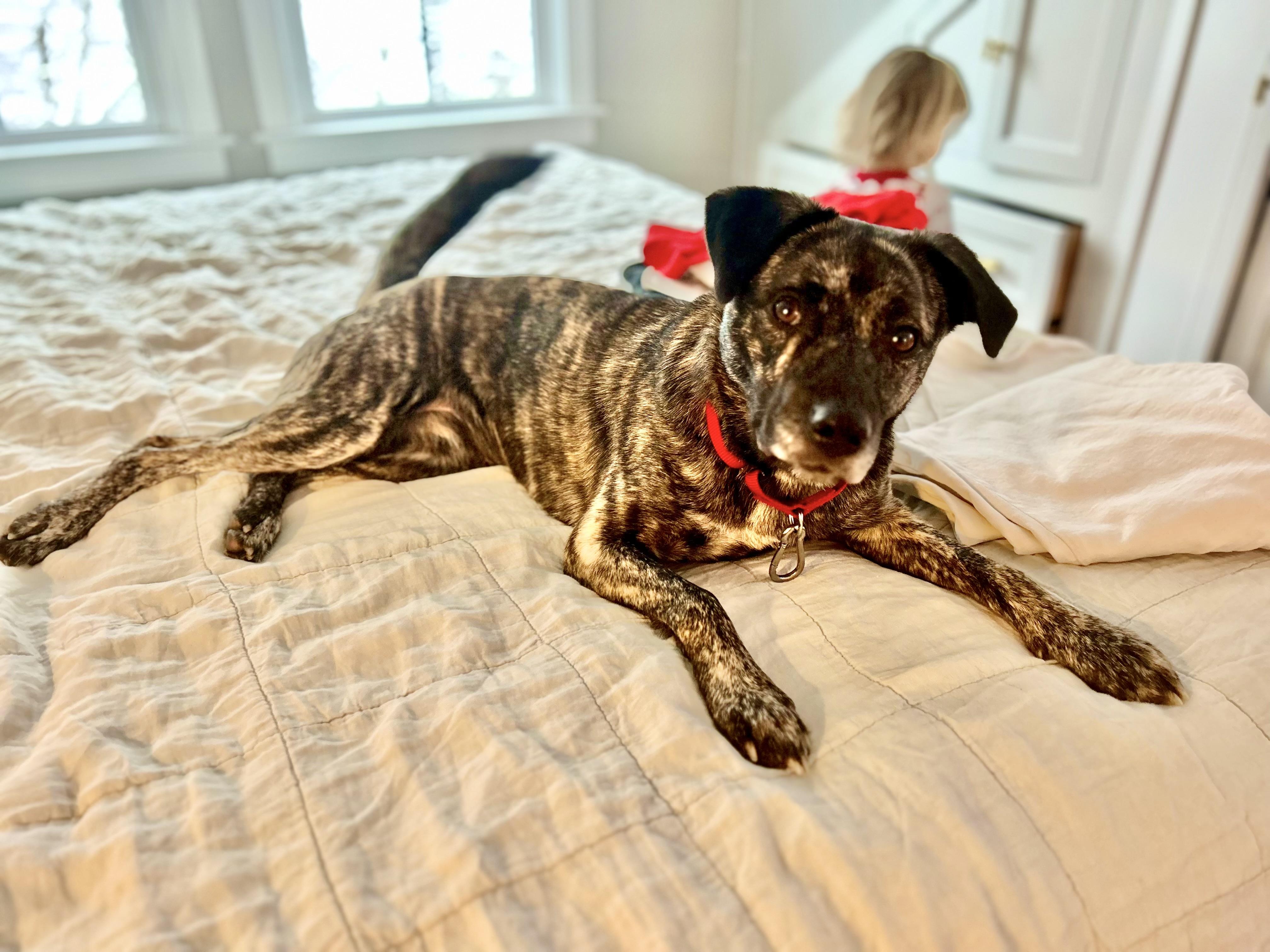 Enlarge Firestarter, a ADOPTABLE mixed breed in New York, NY image 3/6