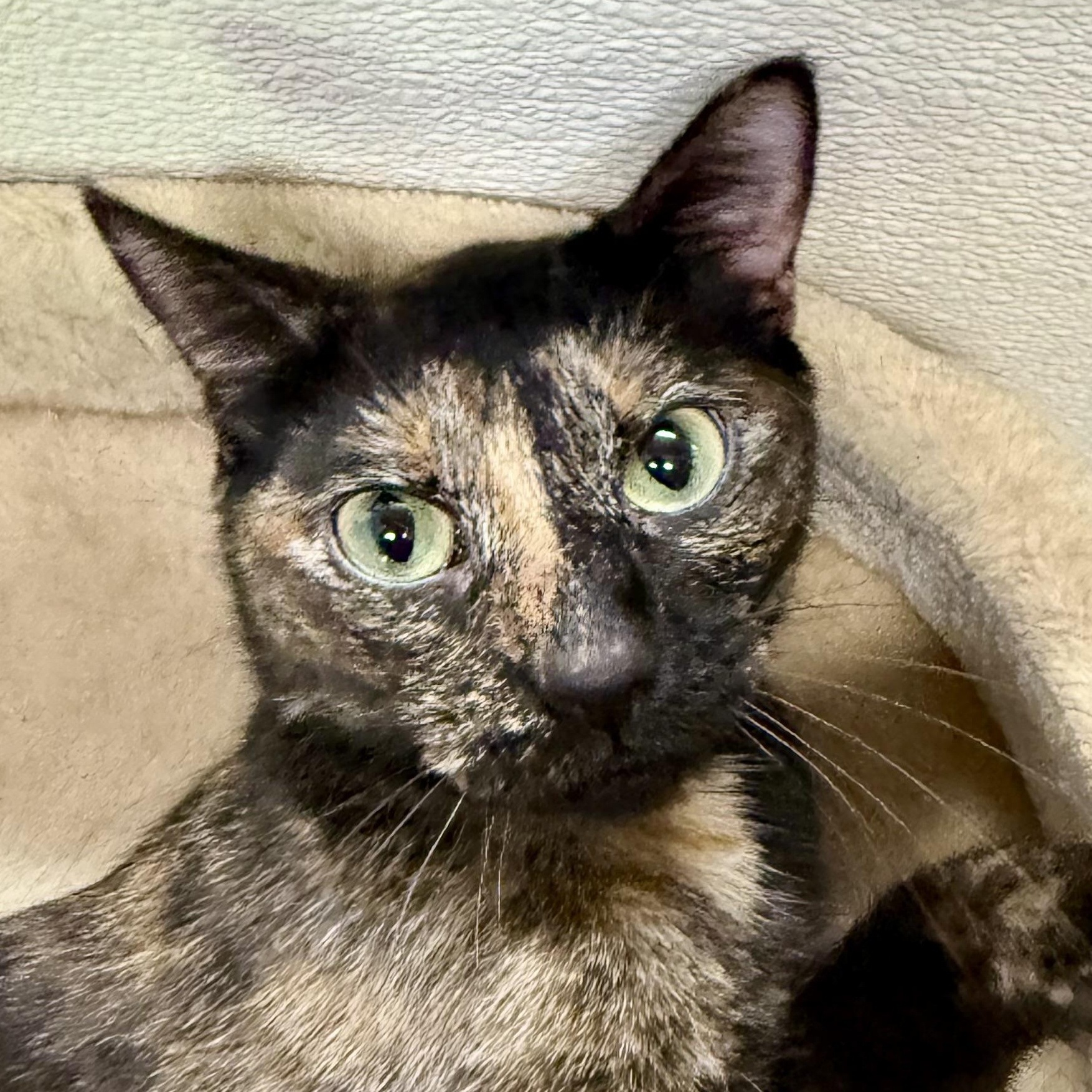 Janet, ADOPTABLE, Adult Female Domestic Short Hair.