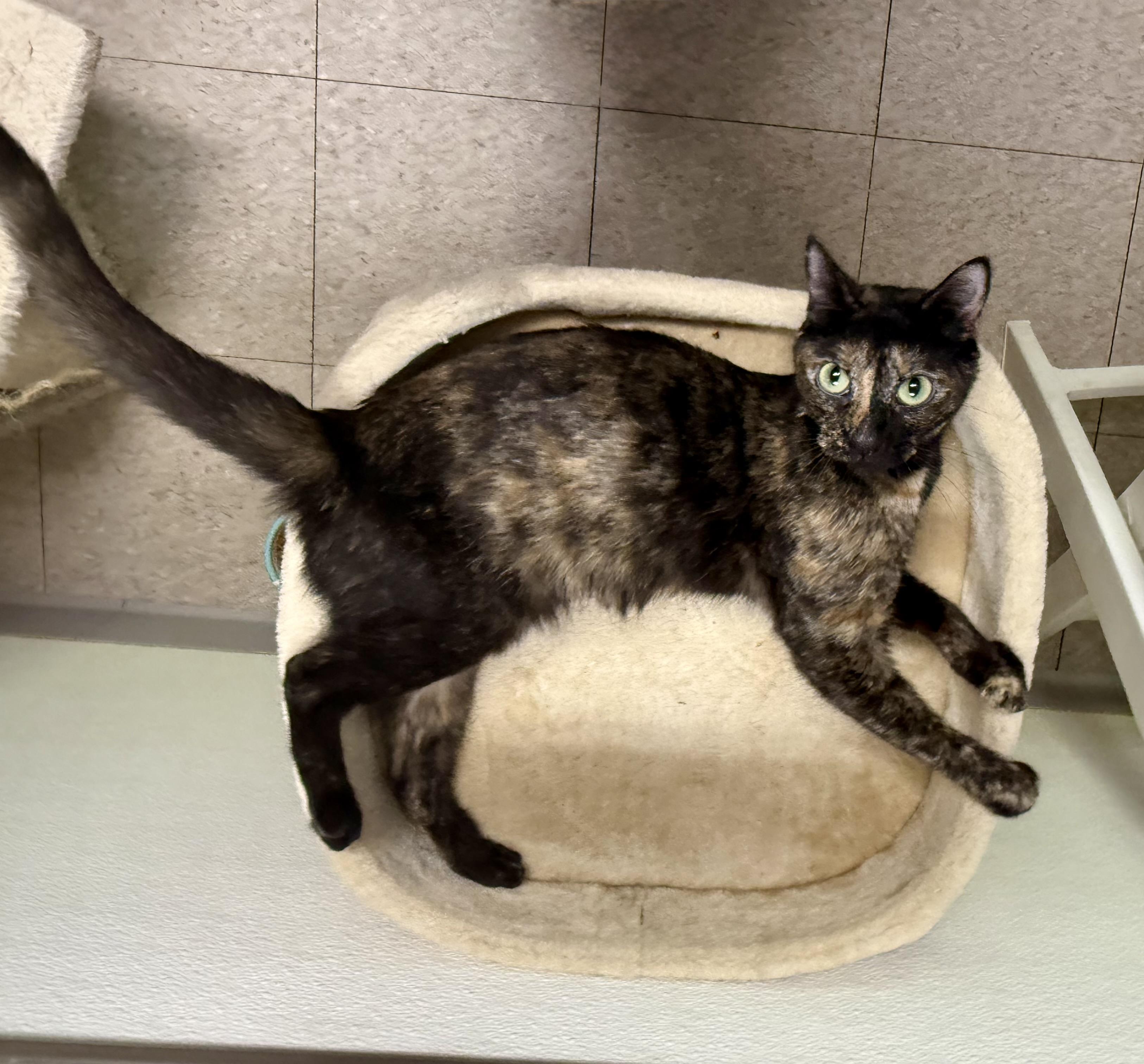 Enlarge Janet, a ADOPTABLE Domestic Short Hair in Springfield, VT image 2/5