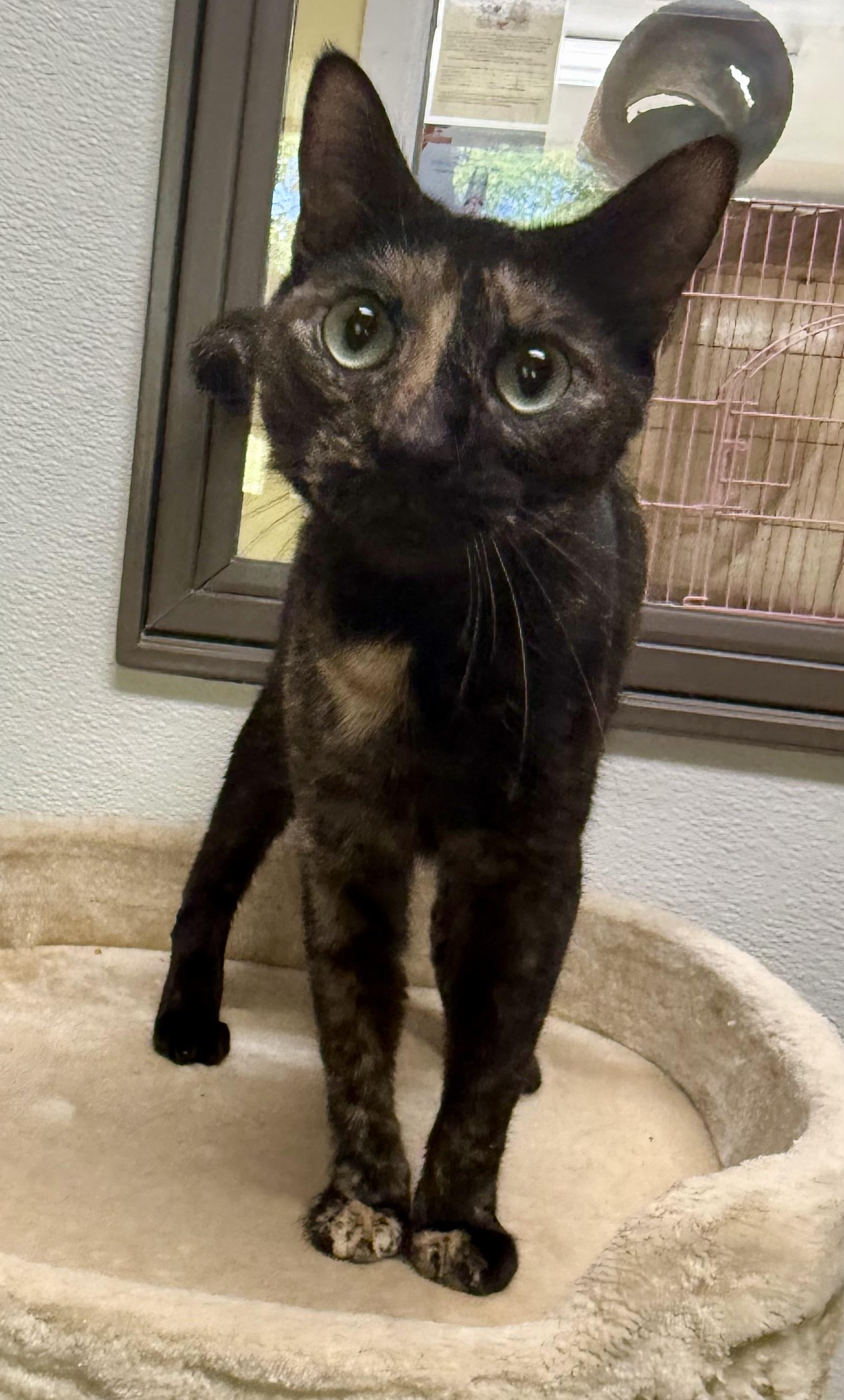 Enlarge Janet, a ADOPTABLE Domestic Short Hair in Springfield, VT image 3/5