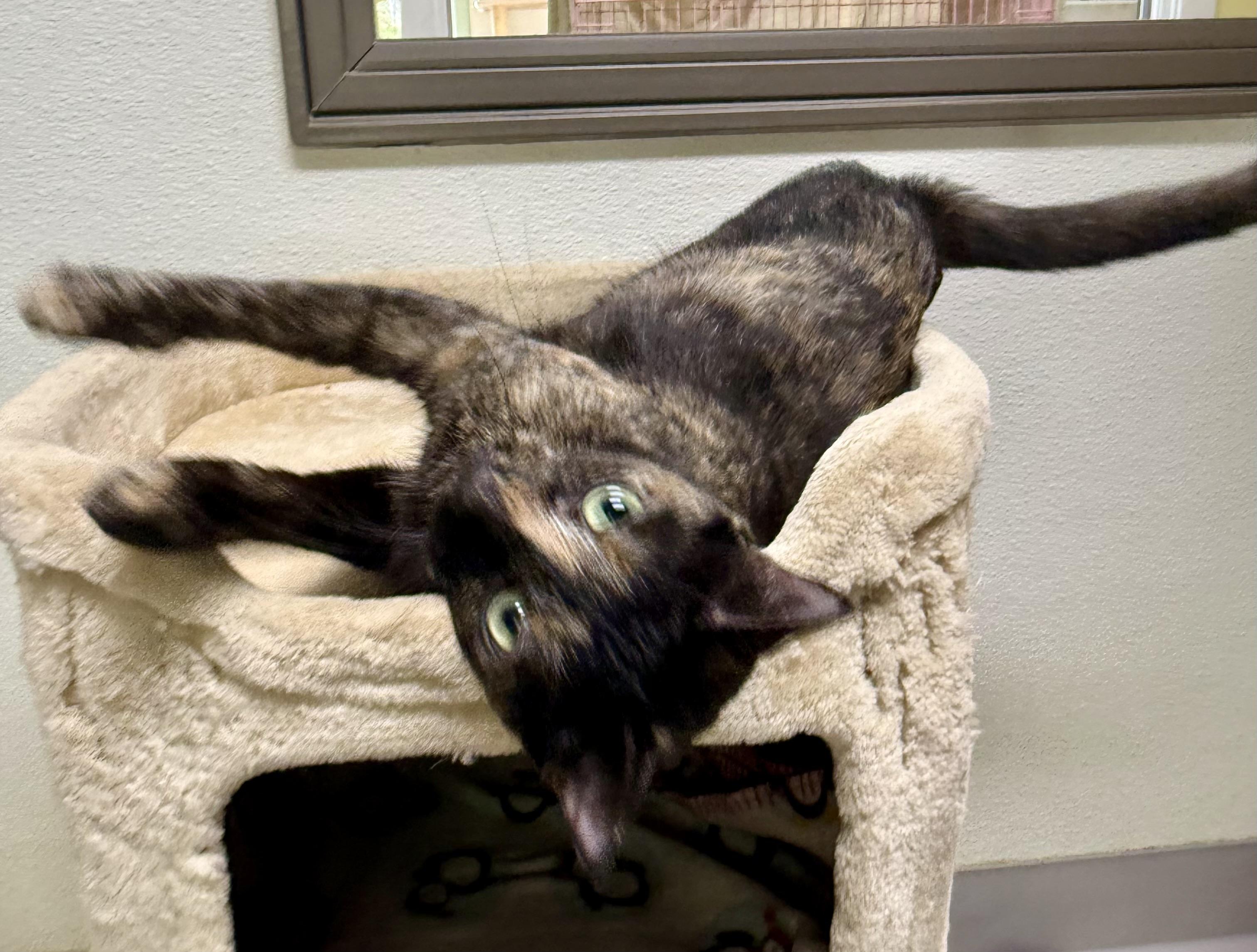 Enlarge Janet, a ADOPTABLE Domestic Short Hair in Springfield, VT image 5/5