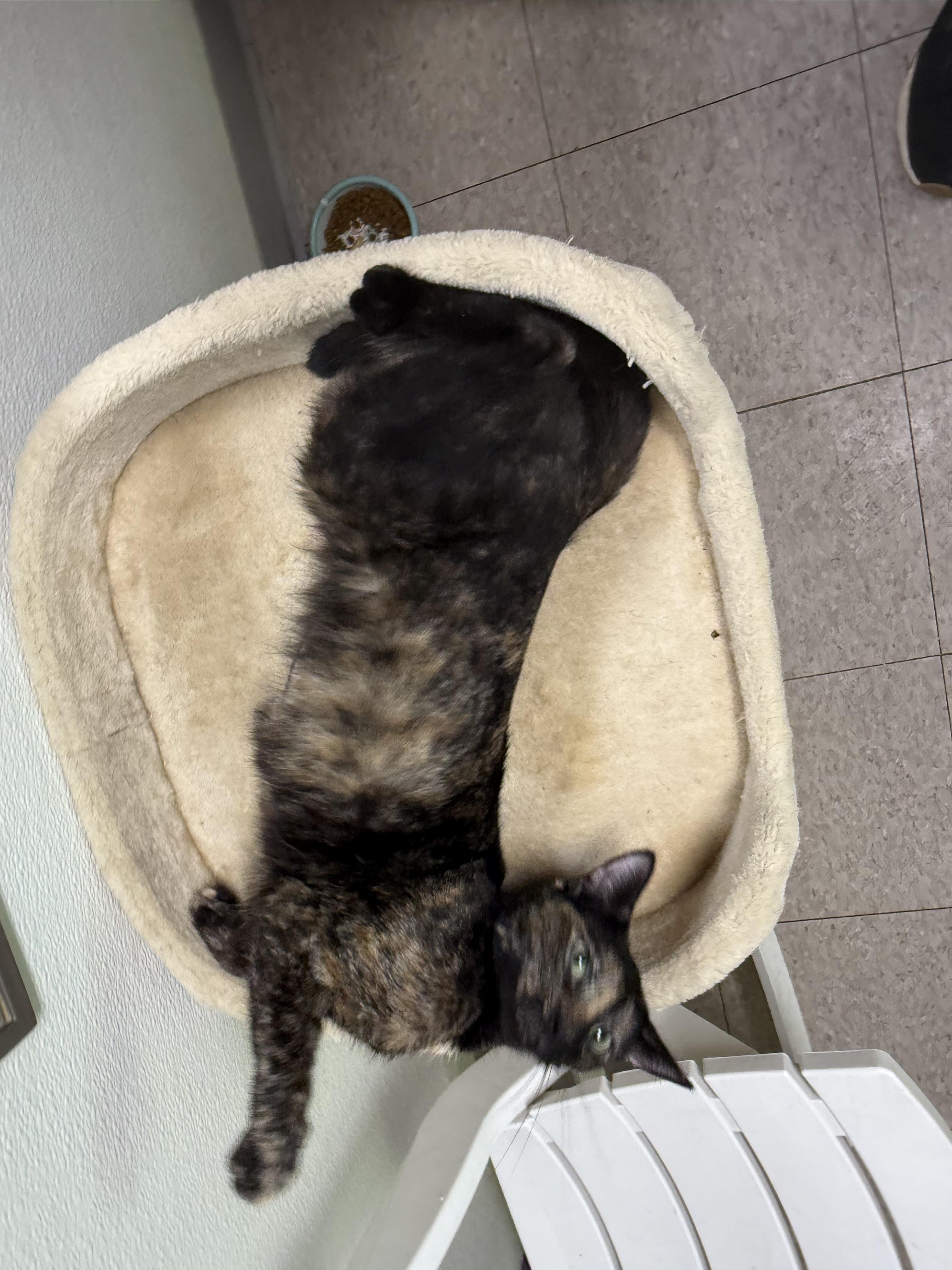 Enlarge Janet, a ADOPTABLE Domestic Short Hair in Springfield, VT image 4/5