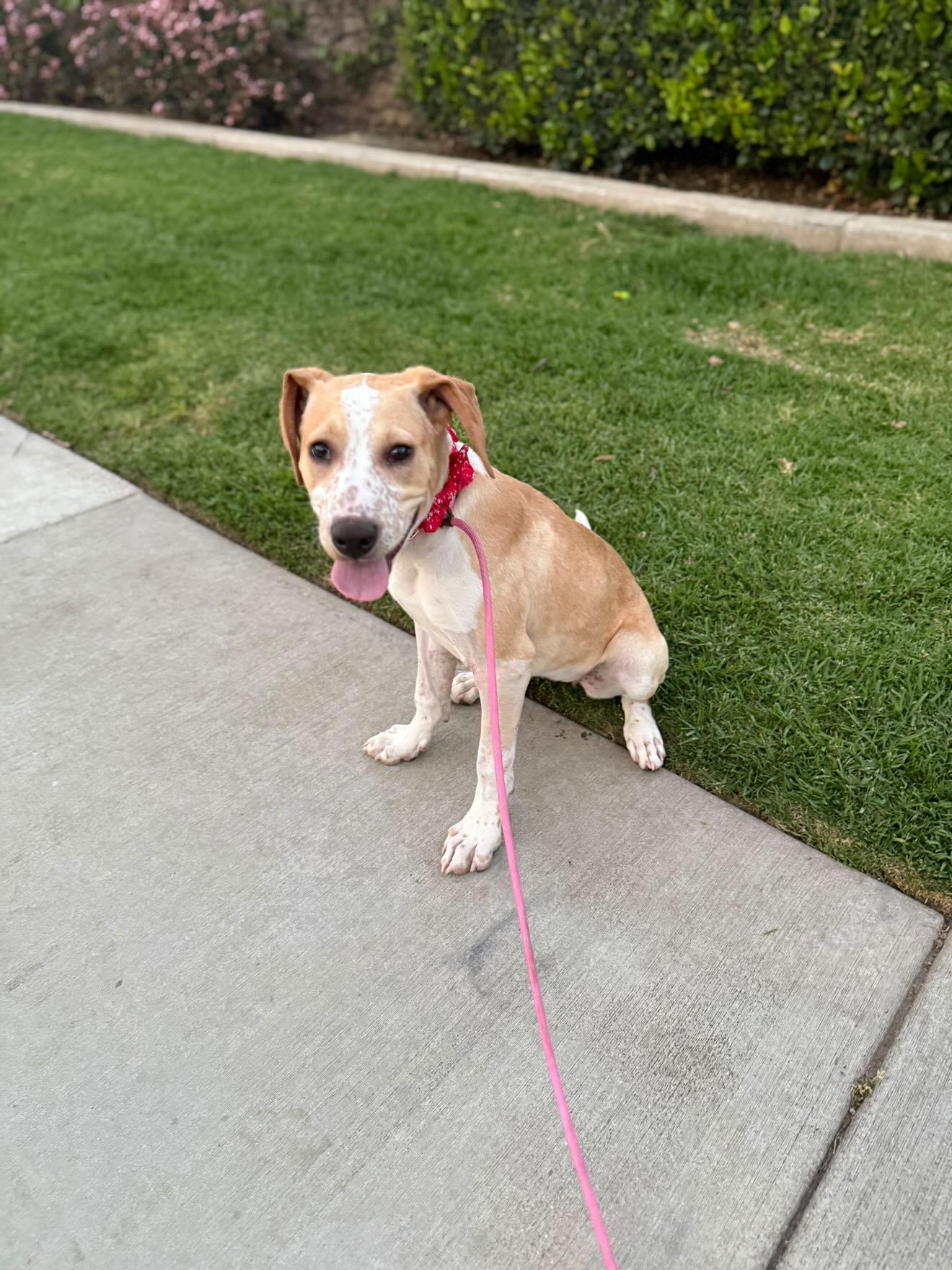 Reeces, a Adoptable mixed breed in rowland heights, CA image 1/4
