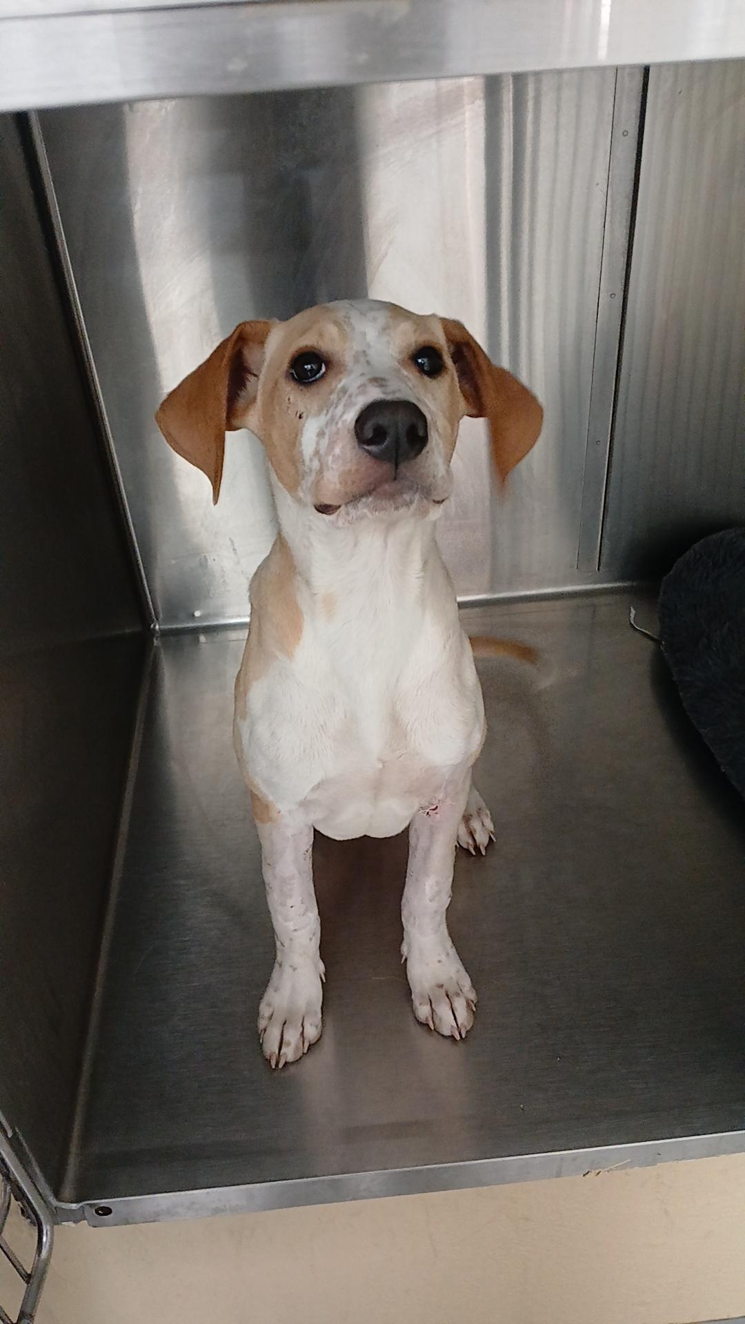 Reeces, a Adoptable mixed breed in rowland heights, CA image 4/4