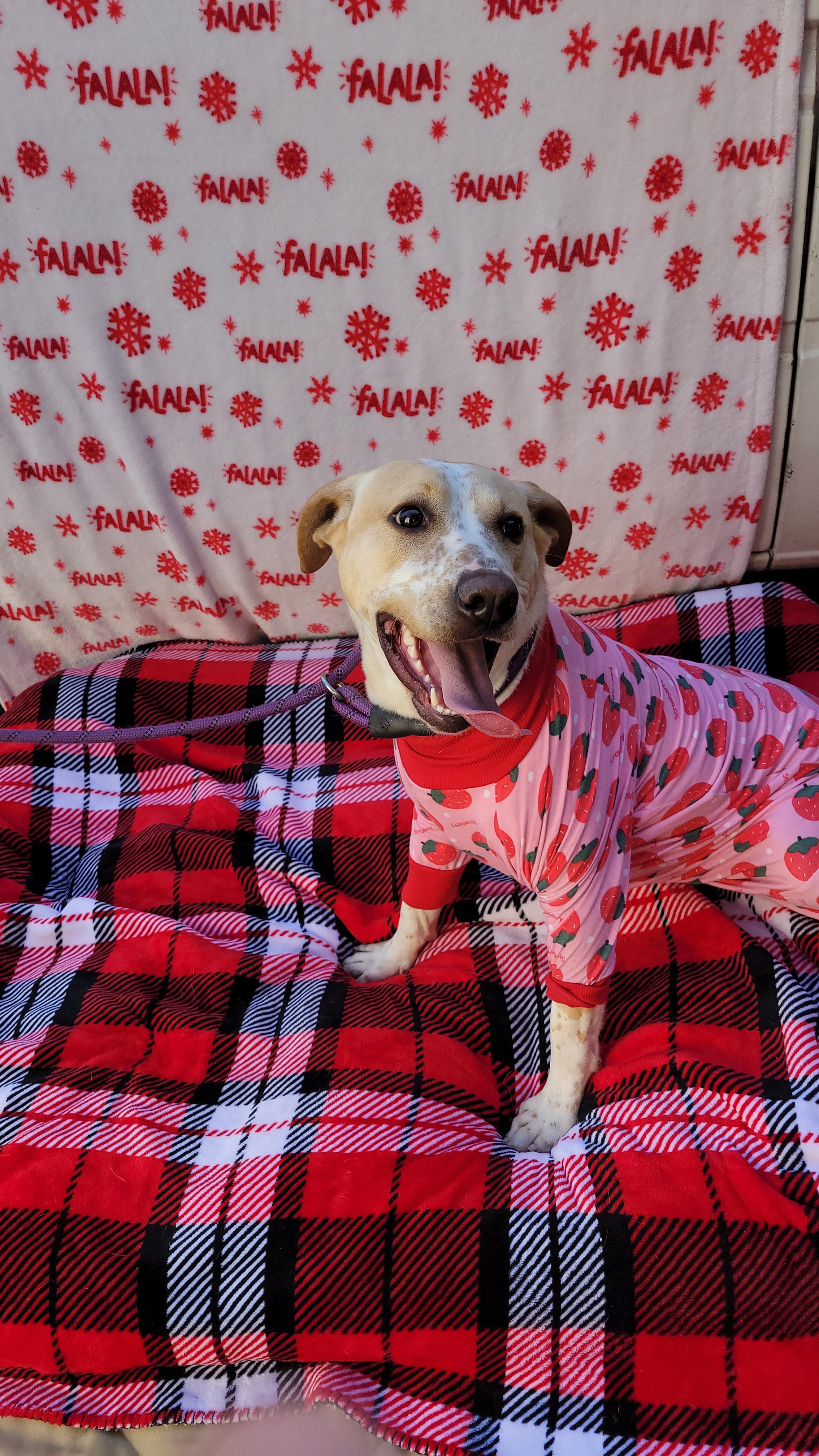 Enlarge Reeces, a Adoptable mixed breed in rowland heights, CA image 3/6