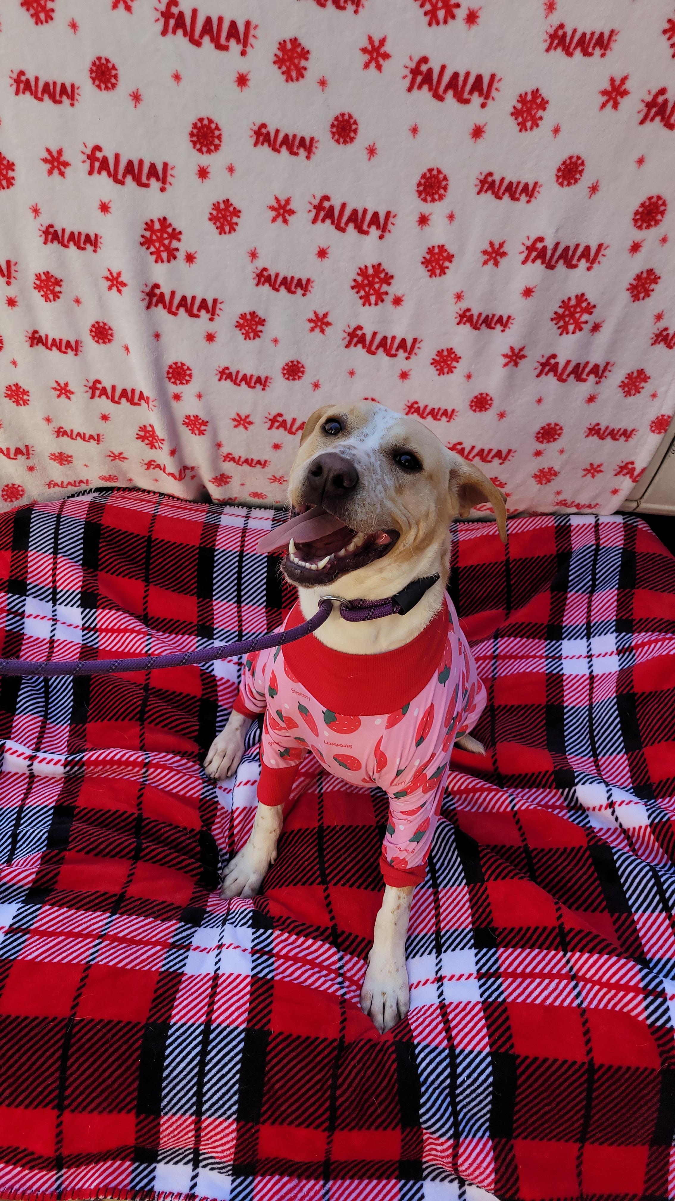 Reeces, Adoptable, Young Female Dalmatian.