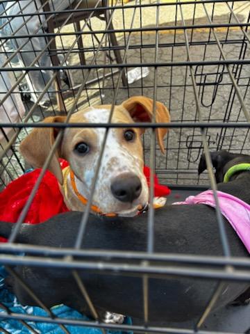 Reeces, a Adoptable mixed breed in rowland heights, CA image 3/4