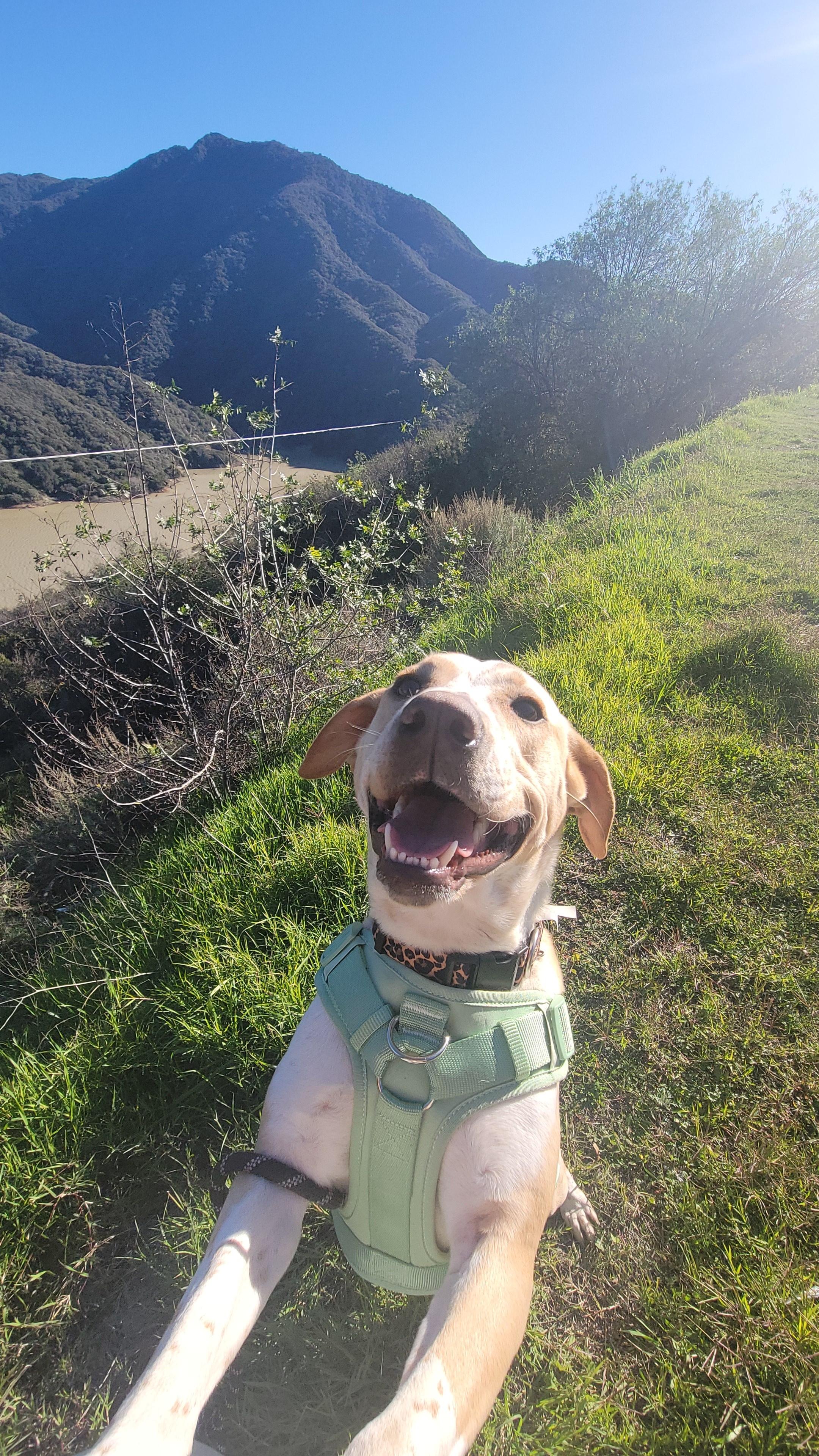 Enlarge Reeces, a Adoptable mixed breed in rowland heights, CA image 5/6