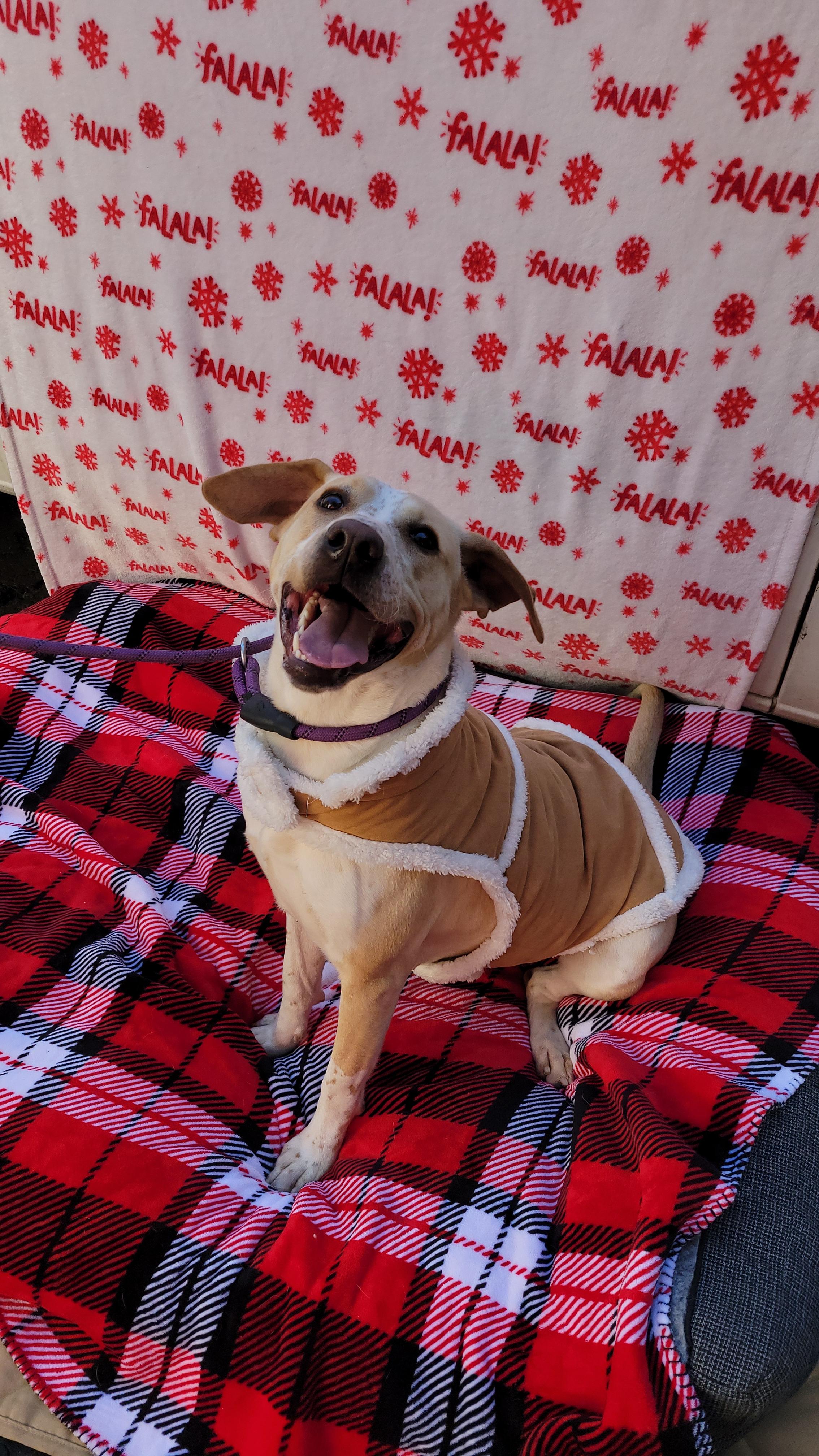 Enlarge Reeces, a Adoptable mixed breed in rowland heights, CA image 2/6