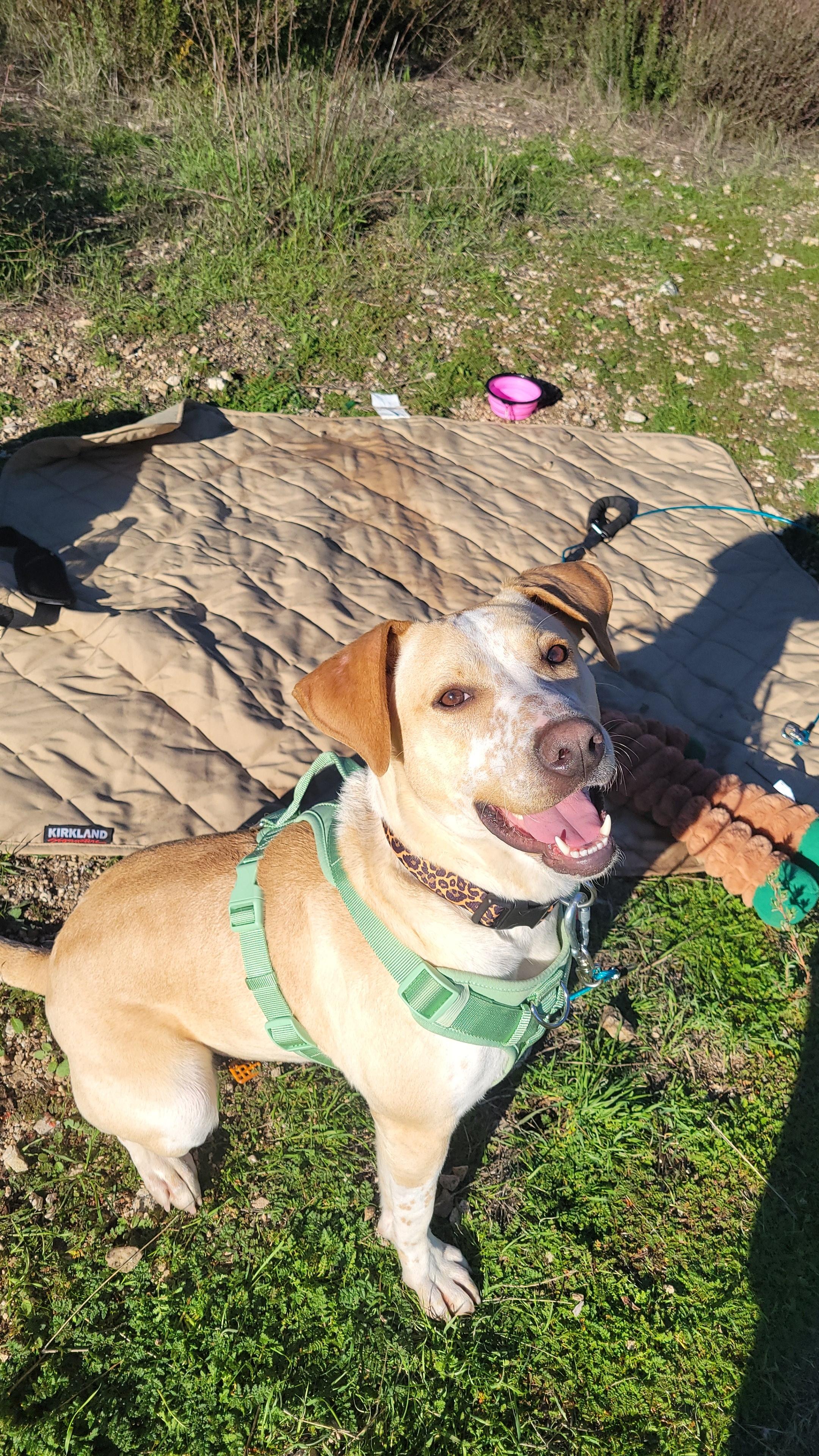 Enlarge Reeces, a Adoptable mixed breed in rowland heights, CA image 4/6