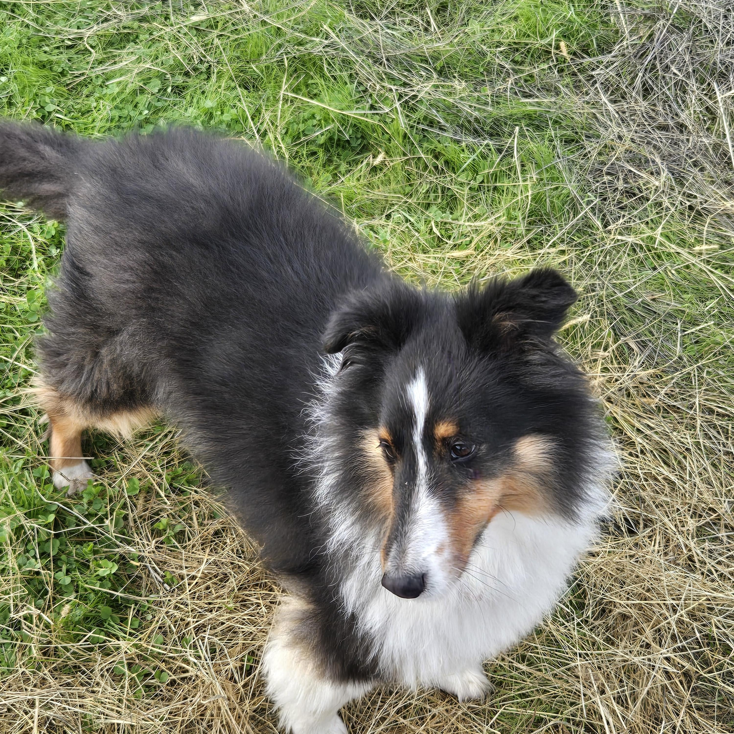 Enlarge Jax, a ADOPTABLE Shetland Sheepdog / Sheltie in Elk Grove, CA image 1/3
