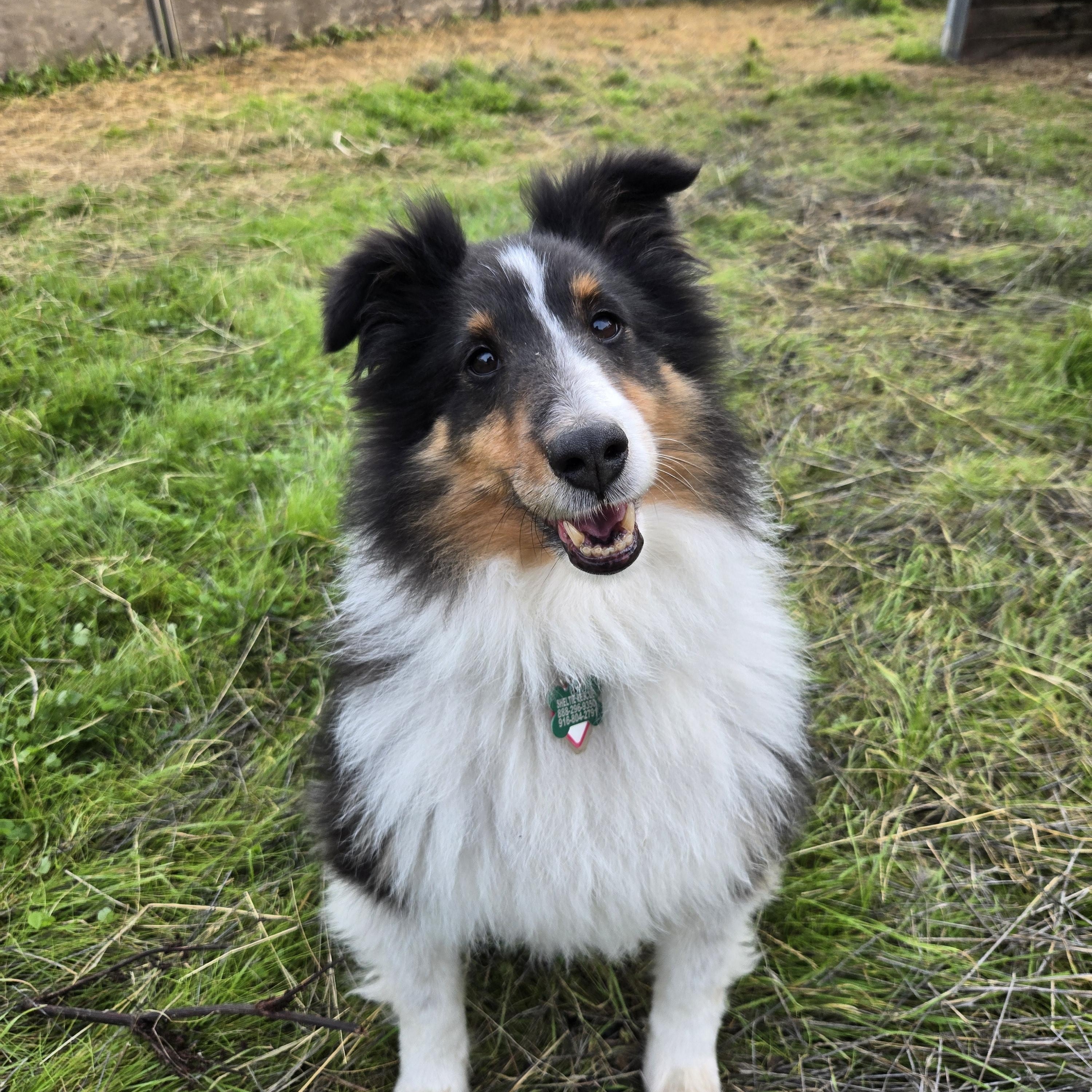 Enlarge Jax, a ADOPTABLE Shetland Sheepdog / Sheltie in Elk Grove, CA image 2/3
