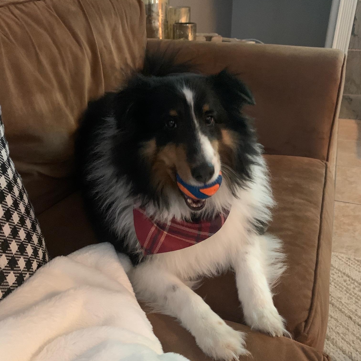 Enlarge Jax, a ADOPTABLE Shetland Sheepdog / Sheltie in Elk Grove, CA image 3/3