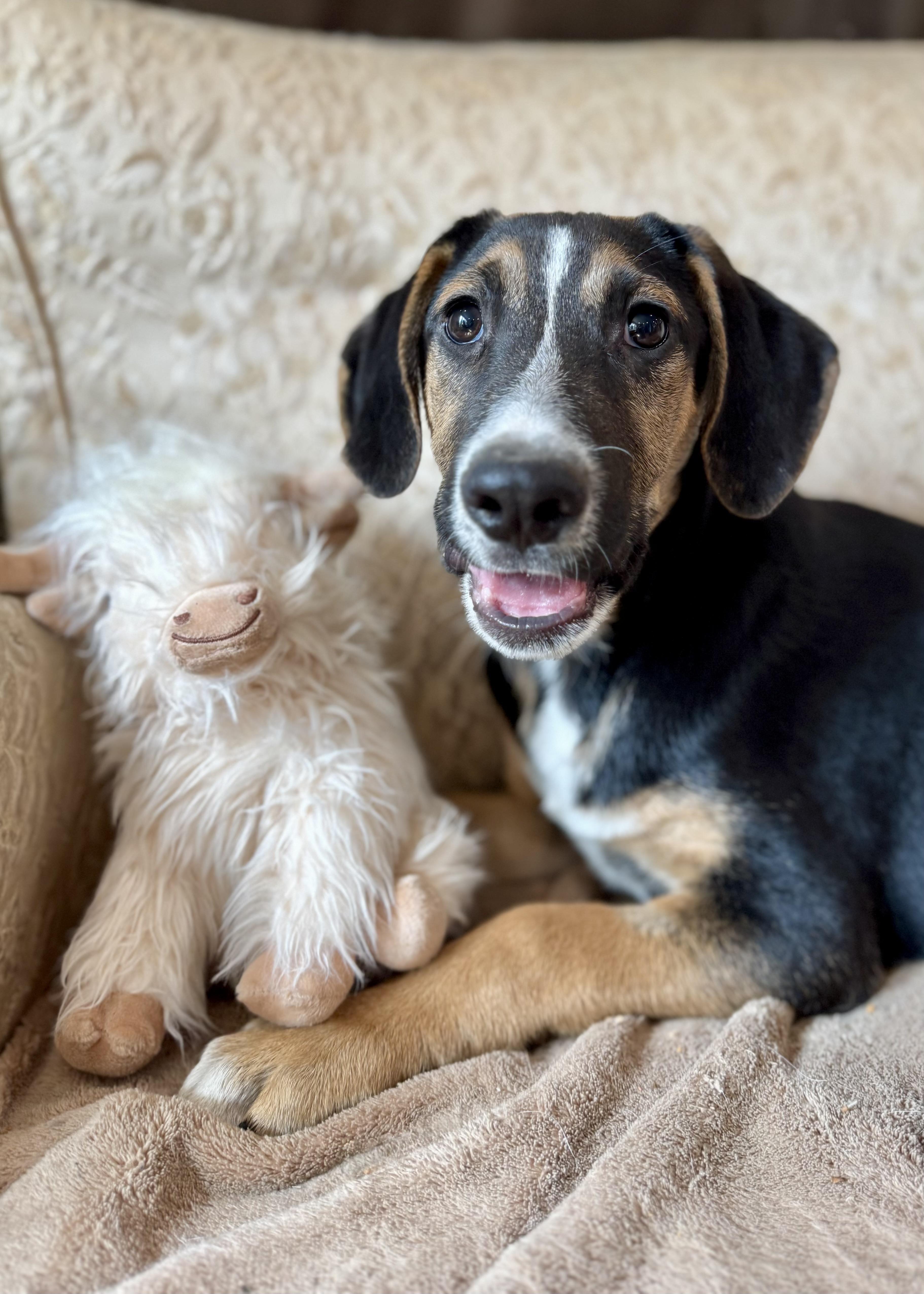 Reef, Adopted, Puppy Male Labrador Retriever.