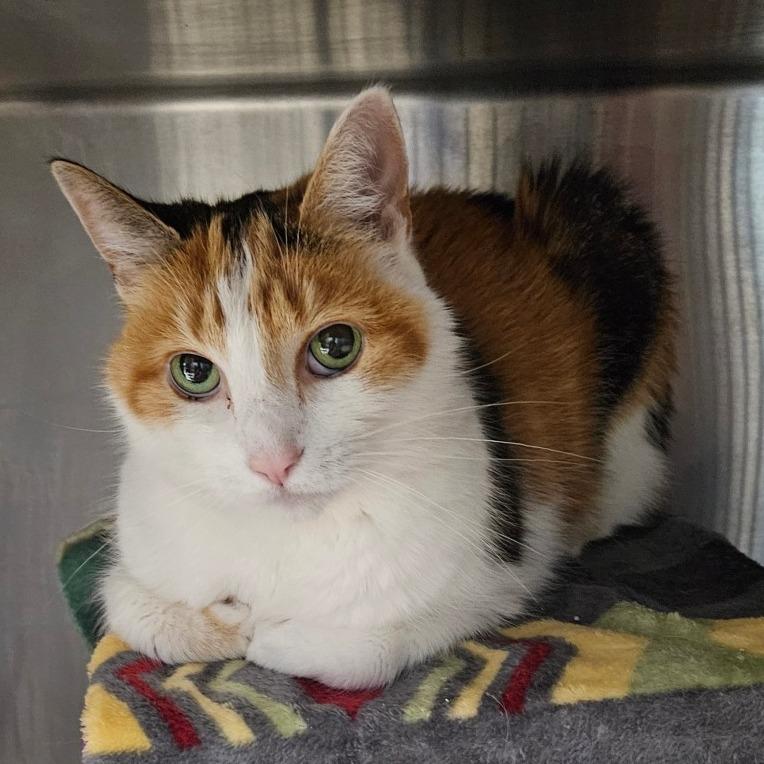 Cleo, Adoptable, Senior Female Domestic Short Hair.