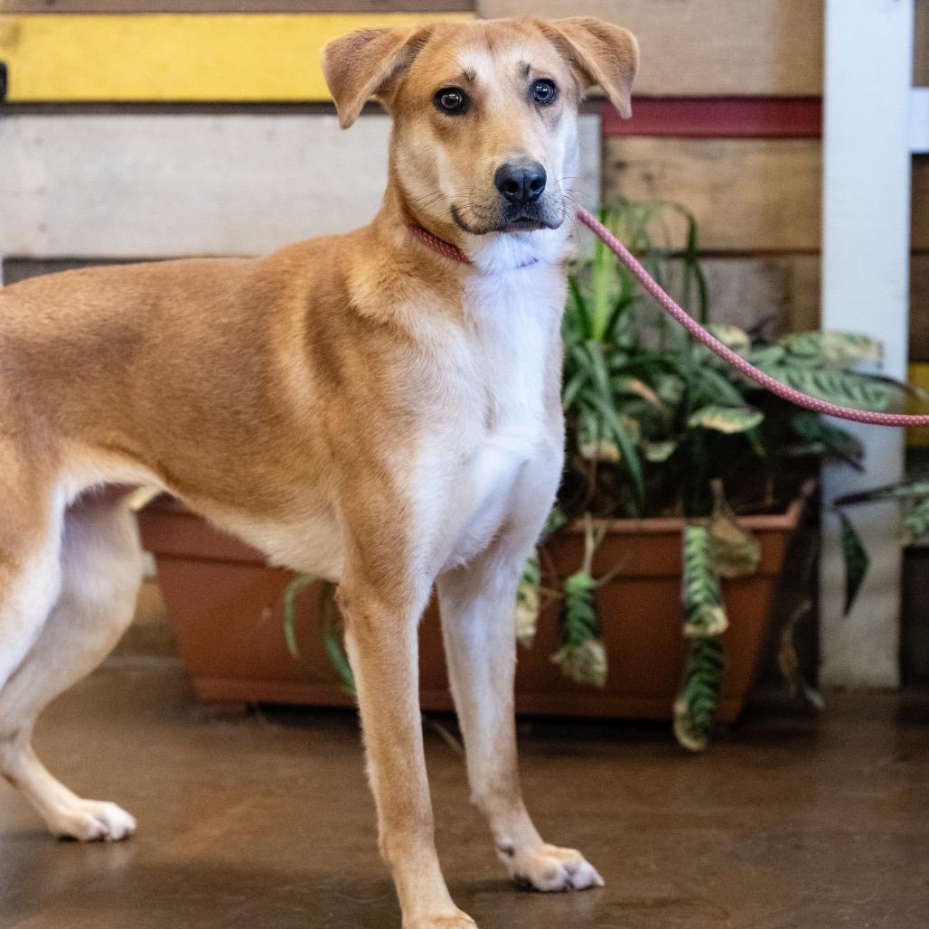 Enlarge Dorothy, a Adoptable Mixed Breed in Blaine, MN image 1/2