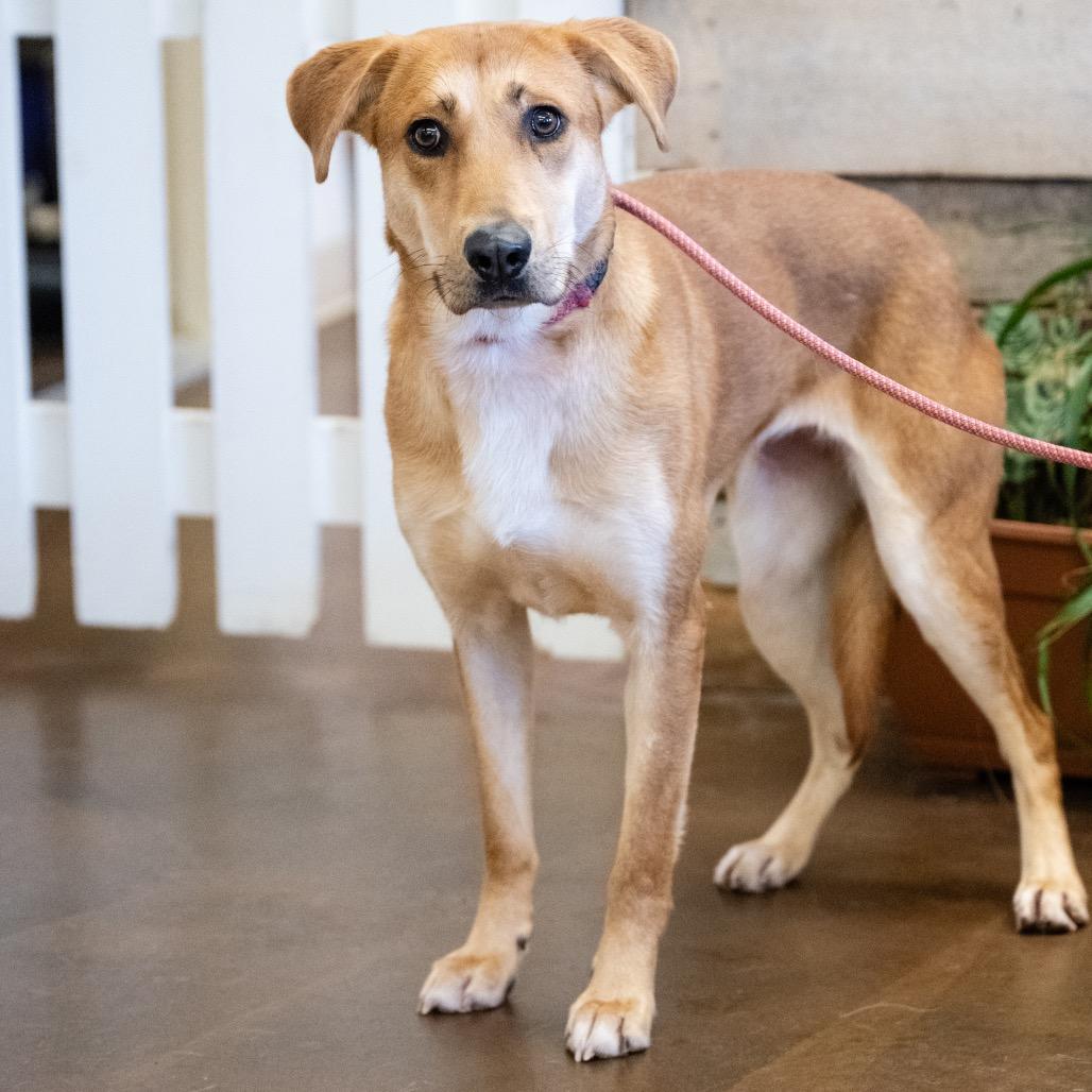 Enlarge Dorothy, a Adoptable Mixed Breed in Blaine, MN image 2/2