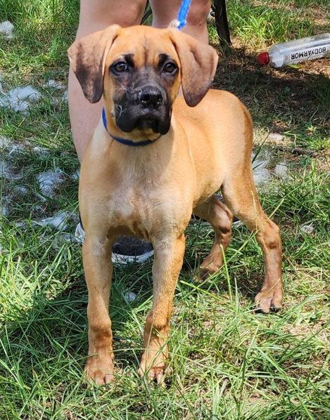 Enlarge 260888  Chief, a Adopted mixed breed in Wetumpka, AL image 1/3