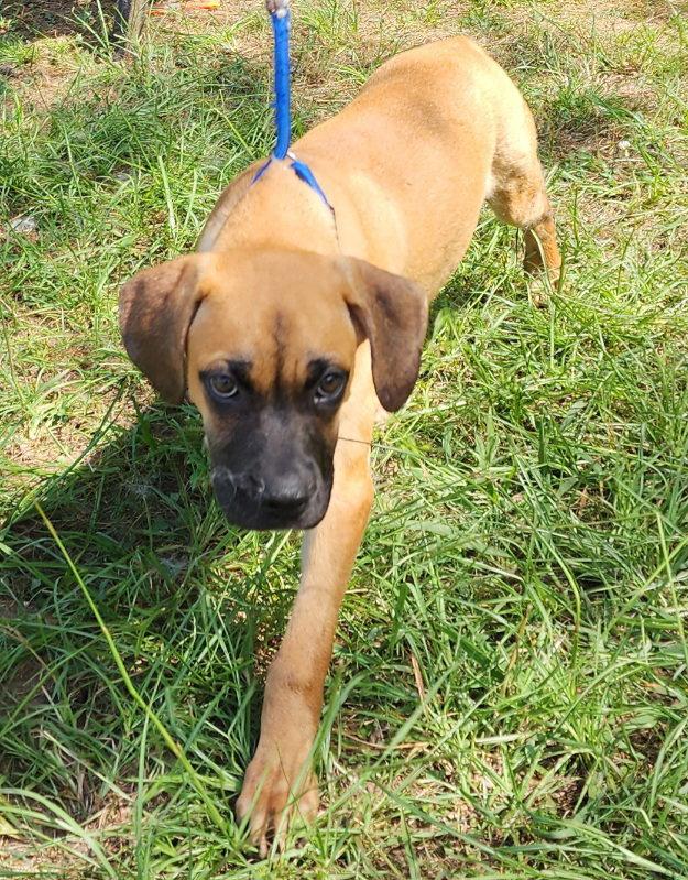 Enlarge 260888  Chief, a Adopted mixed breed in Wetumpka, AL image 2/3