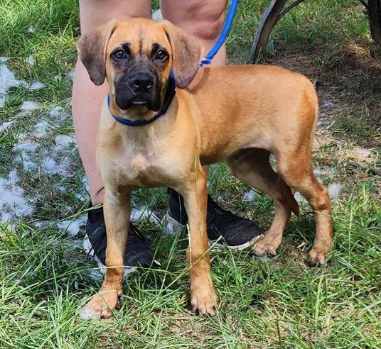 Enlarge 260888  Chief, a Adopted mixed breed in Wetumpka, AL image 3/3
