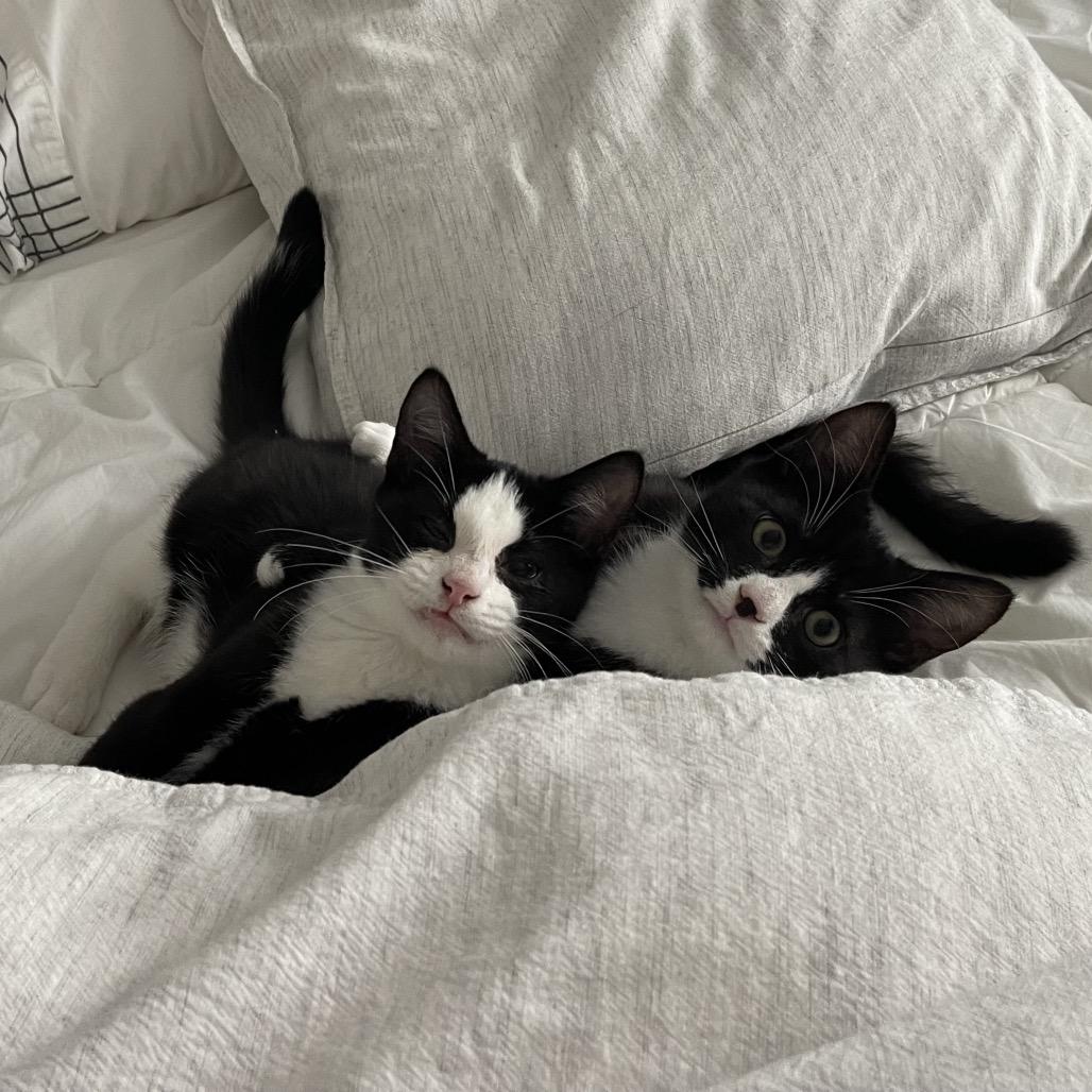 Pepper Iranistan Kitten, a Adoptable Domestic Short Hair in Westport, CT image 1/3