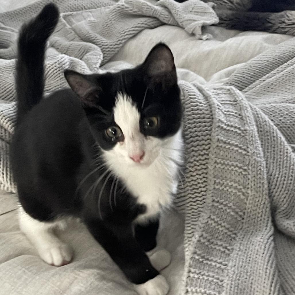 Pepper Iranistan Kitten, a Adoptable Domestic Short Hair in Westport, CT image 2/3